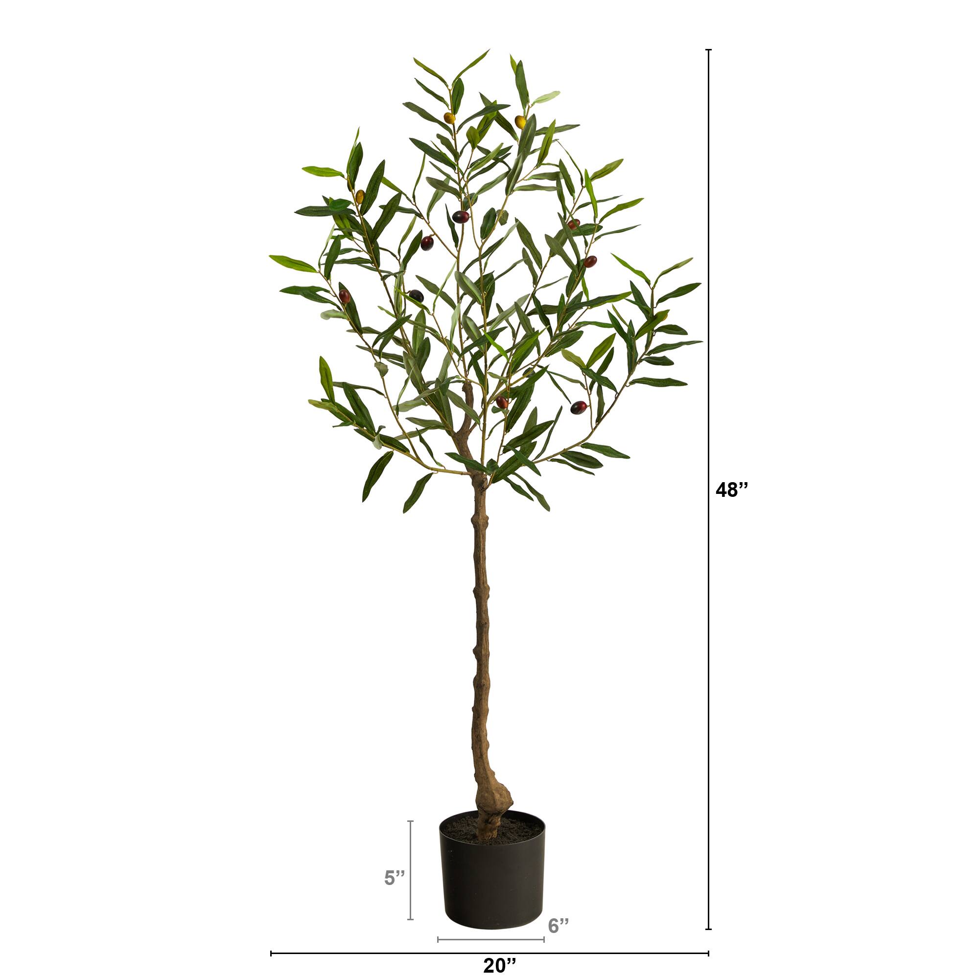 4ft. Potted Olive Tree