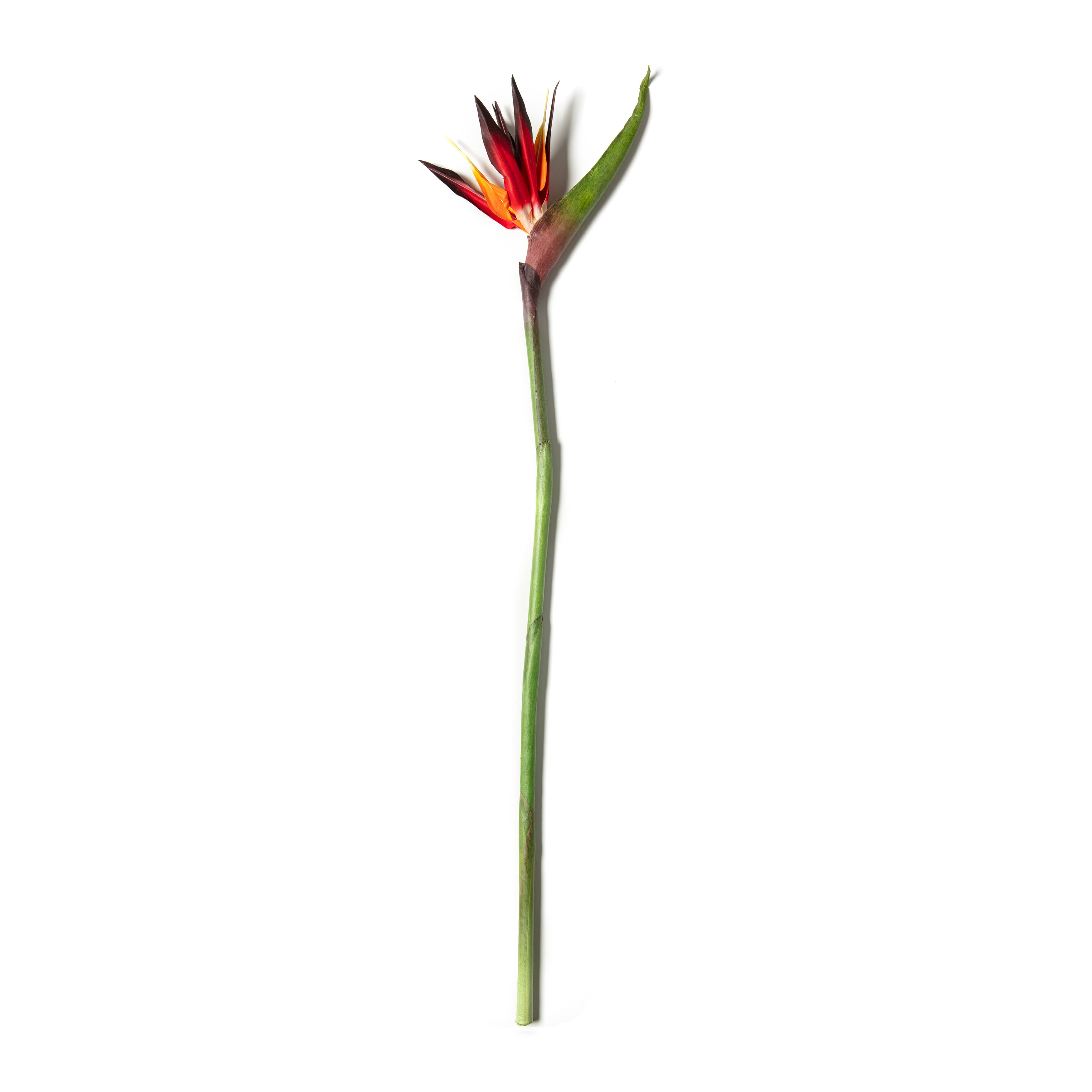 12 Pack: Tropical Bird of Paradise Stem by Ashland&#xAE;