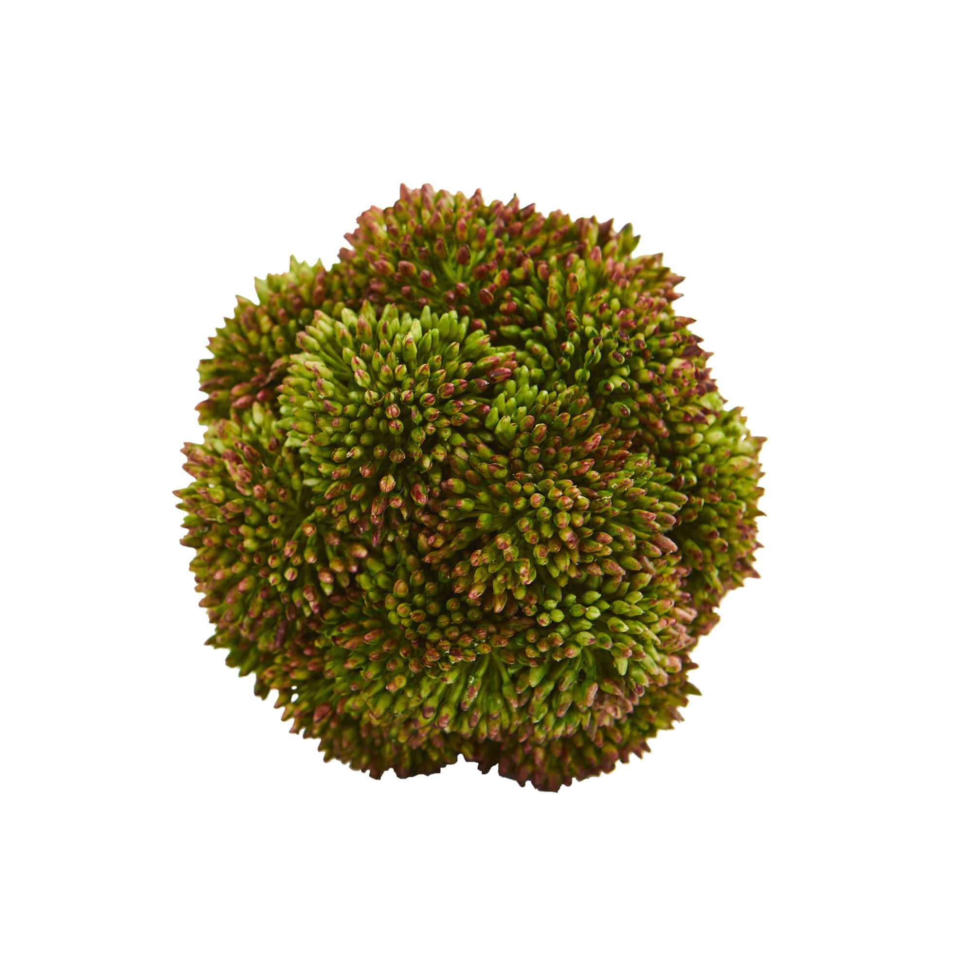 Green Sedum Succulent Spheres, 6ct.