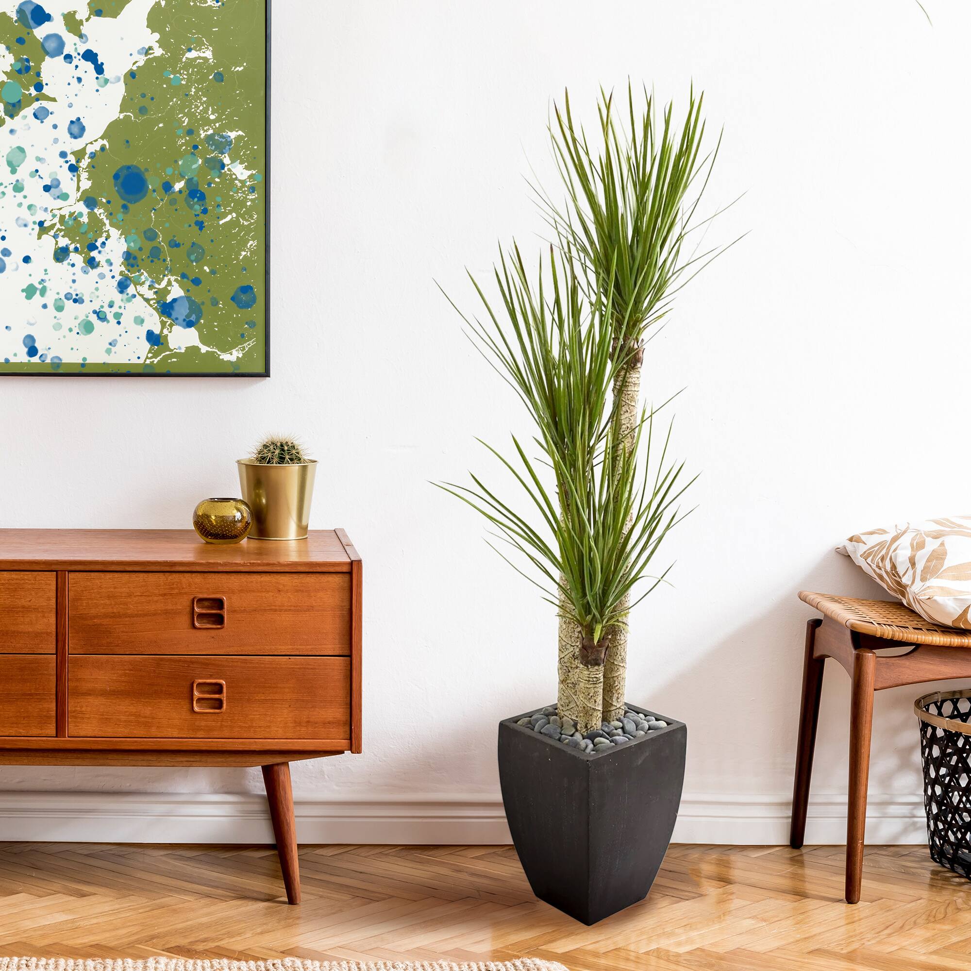 5.5ft. Yucca Tree in Black Planter