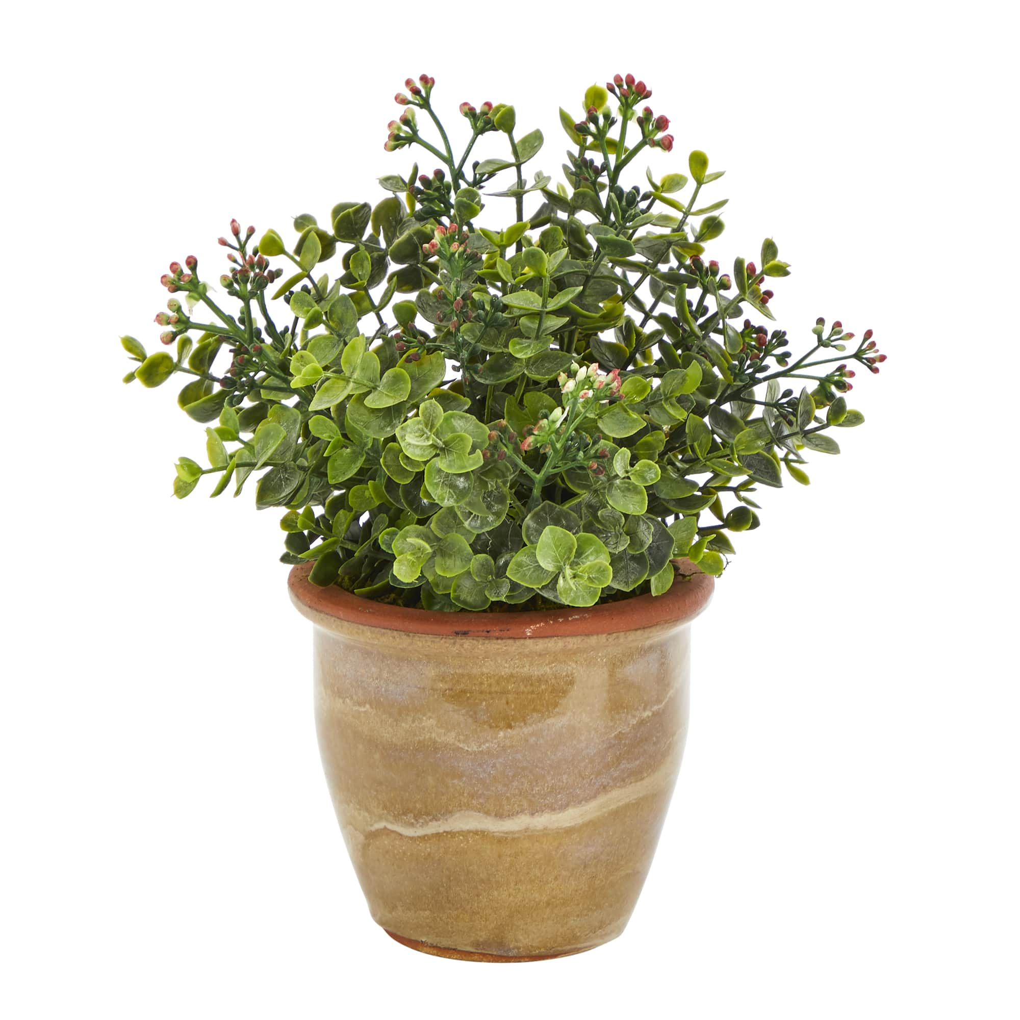 10&#x22; Eucalyptus &#x26; Sedum Succulent Plant in Ceramic Planter