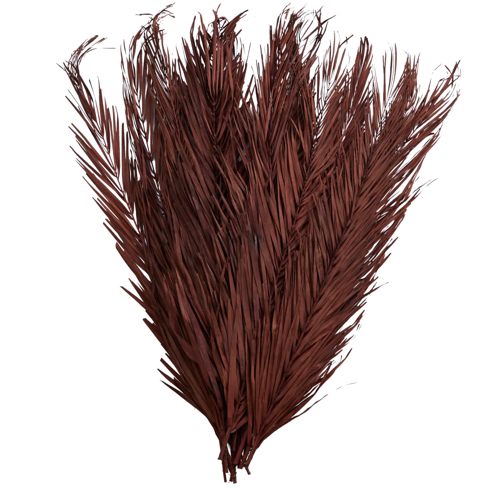 43&#x22; Natural Dried Plant Palm Leaf Bunch with Feather-Inspired Stems