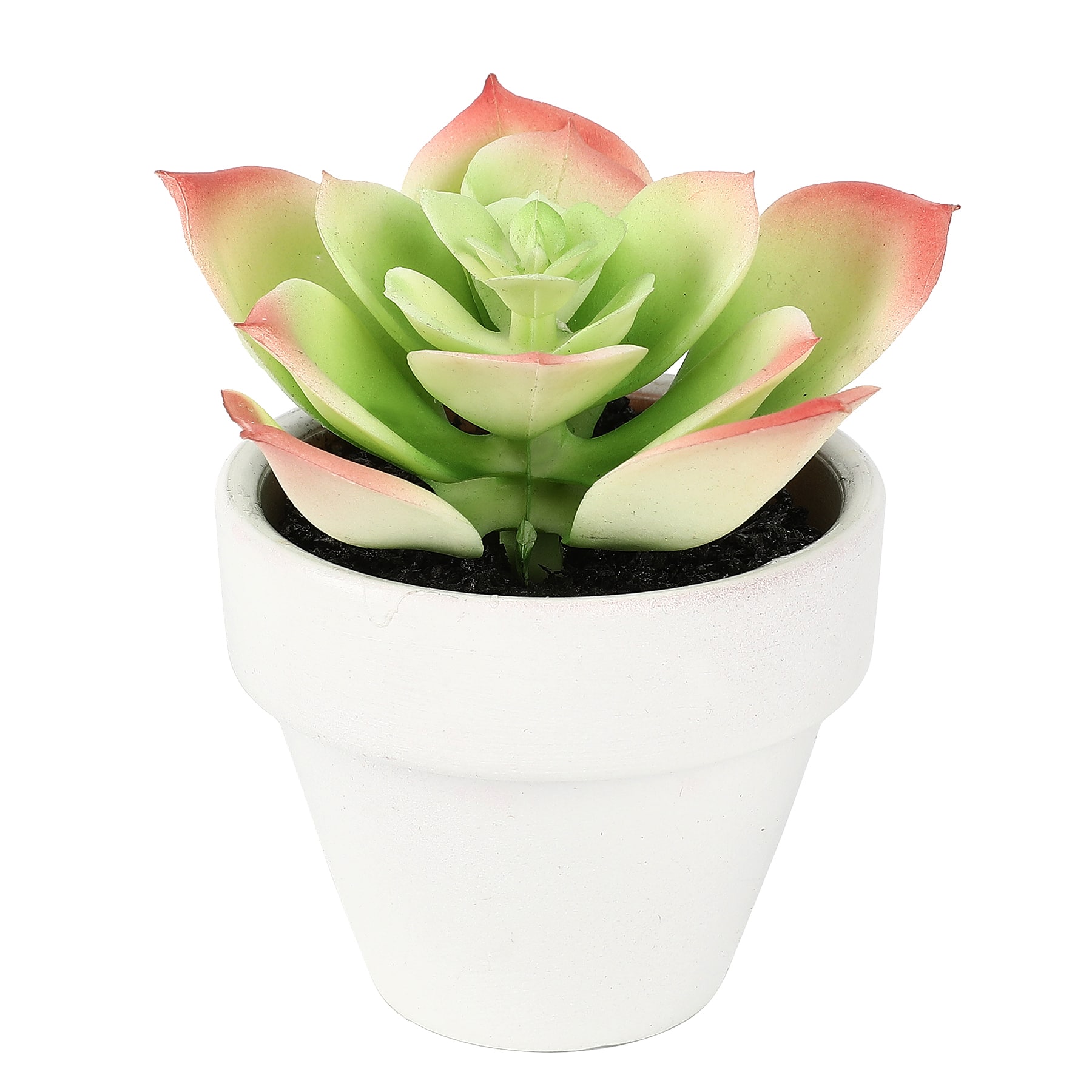 2&#x22; Echeveria Plant in White Pot by Ashland&#xAE;