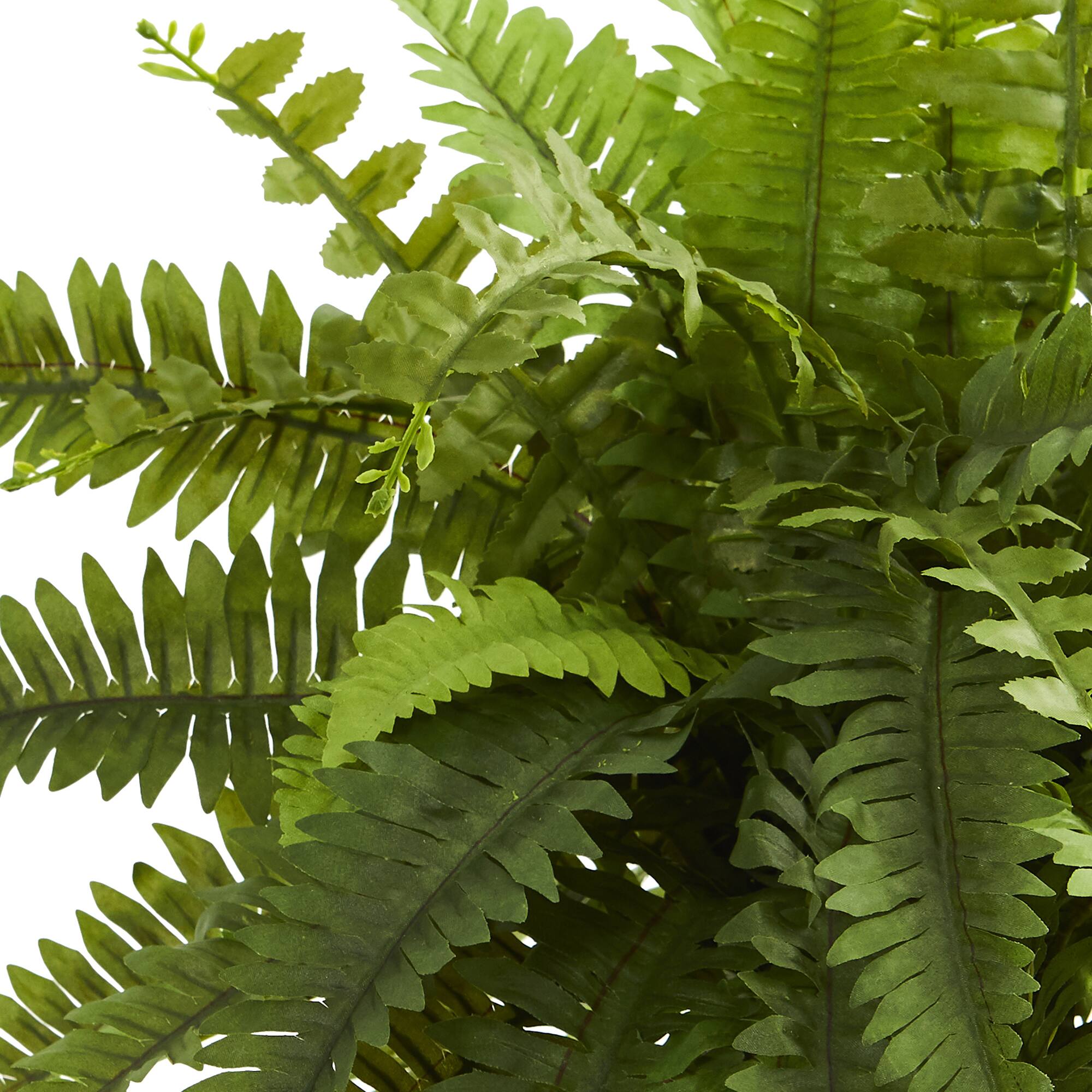 20" Boston Fern Plant in Decorative Planter