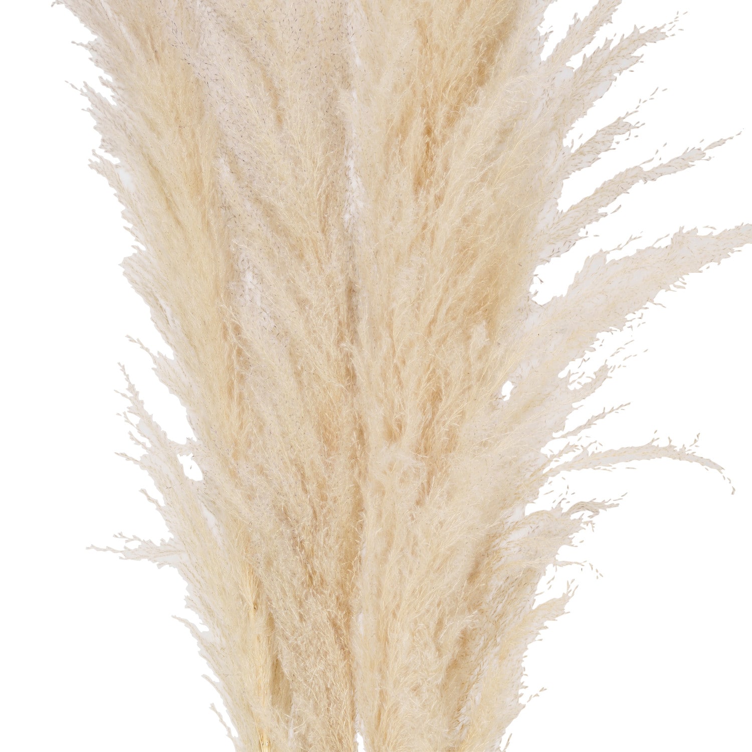 Hello Honey® 5.5ft. Natural Dried Pampas Grass Bunch