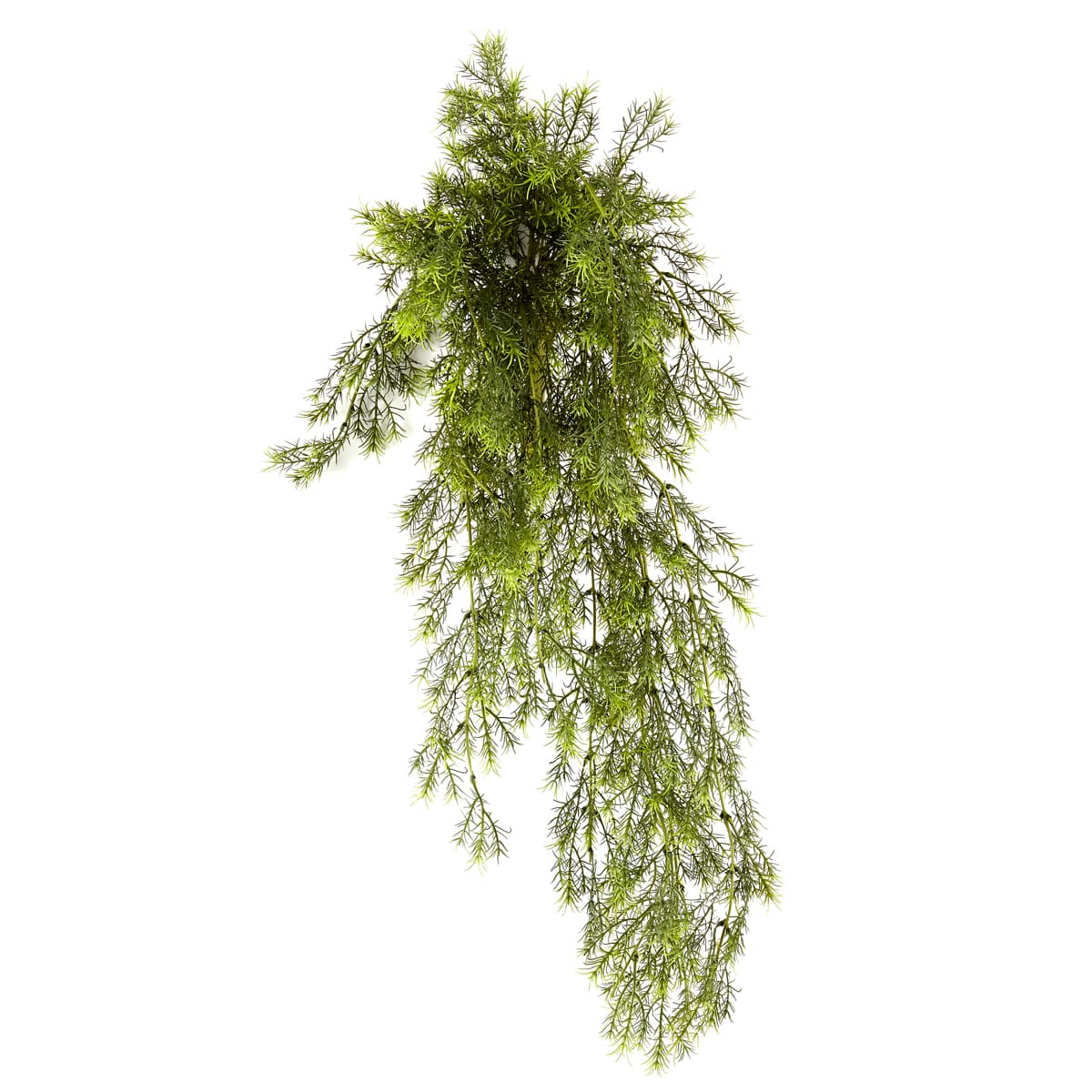 12 Pack: Green Springeri Fern Bush by Ashland&#xAE;