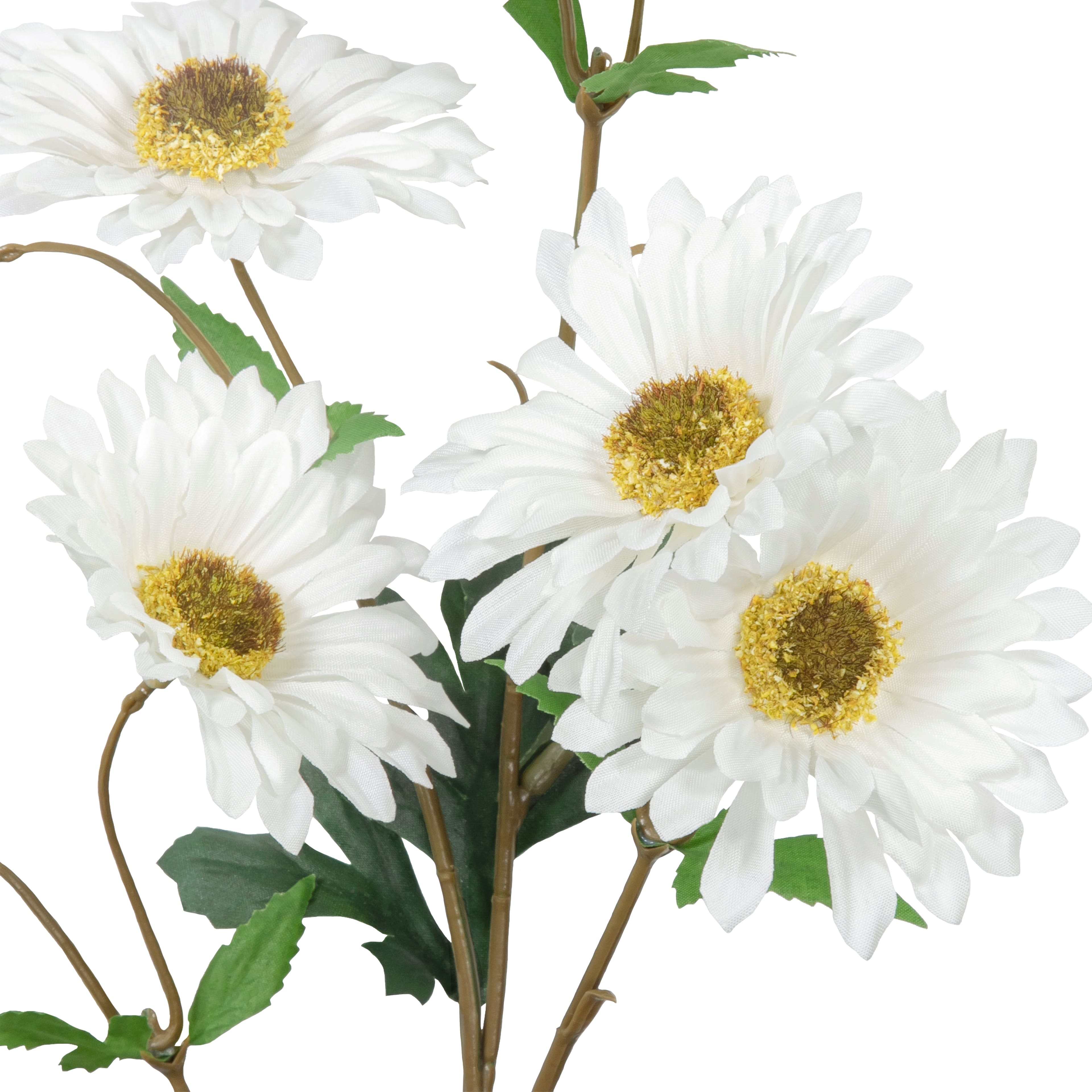 Tige de marguerite blanche d'Ashland
