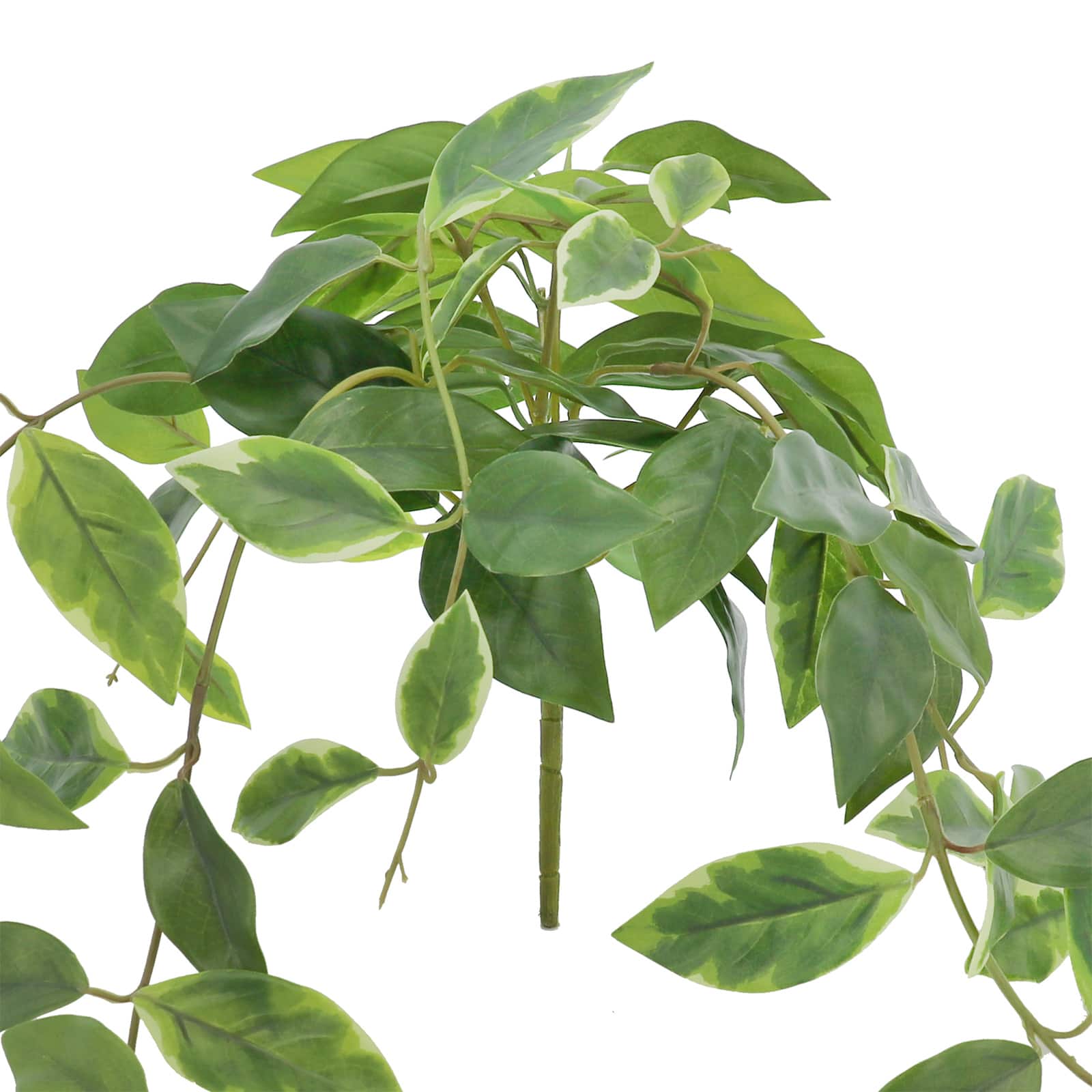 24&#x22; Green Hoya Bush by Ashland&#xAE;
