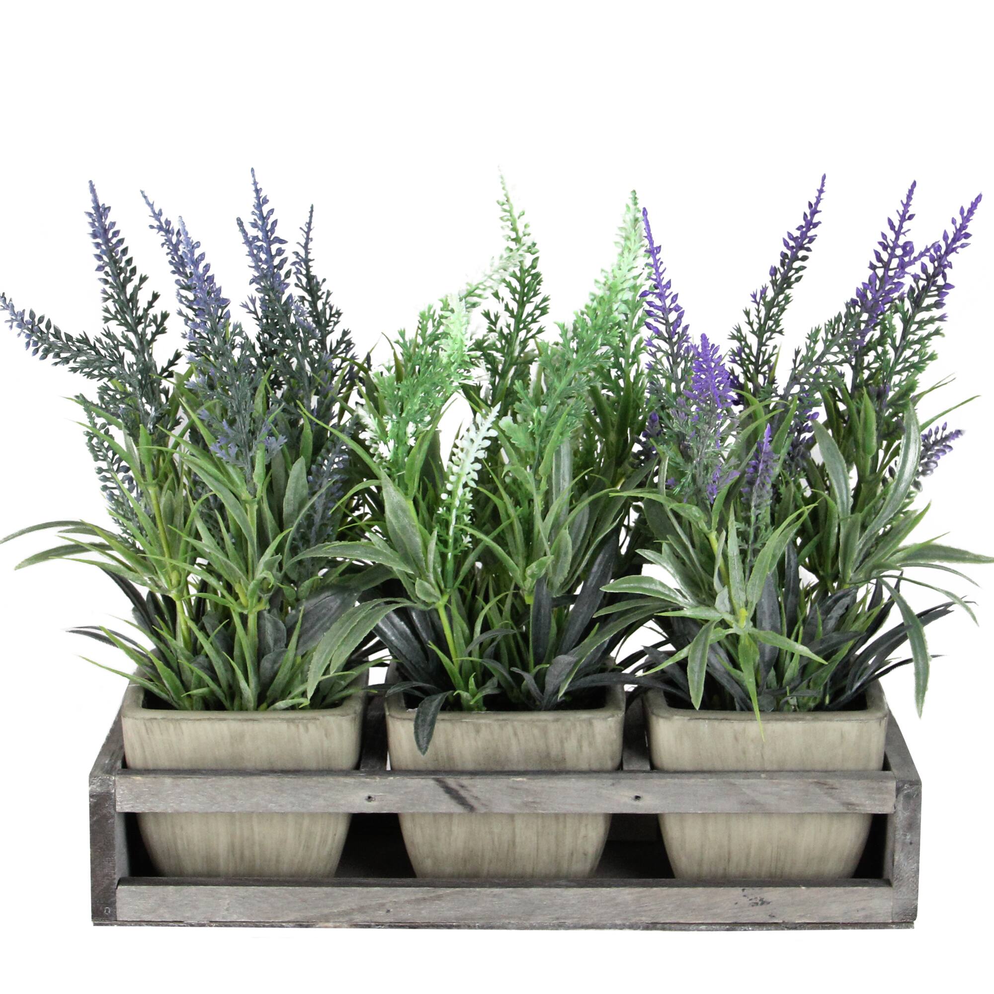 10.25" Lavender in Petite Planter with Distressed Wood Tray