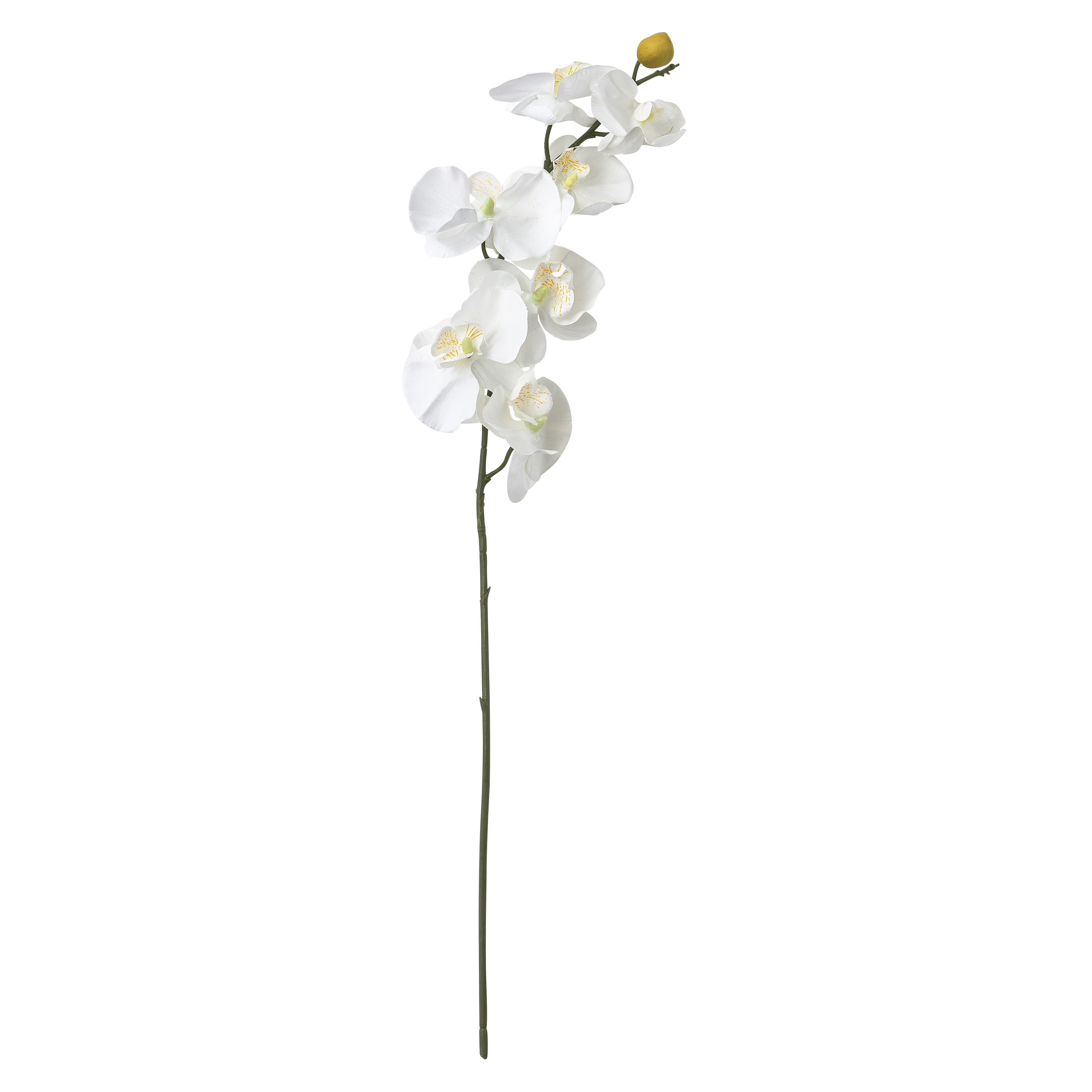16 Pack: White Moth Orchid Stem by Ashland®