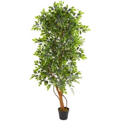 6ft. Potted Elegant Ficus Tree | Michaels