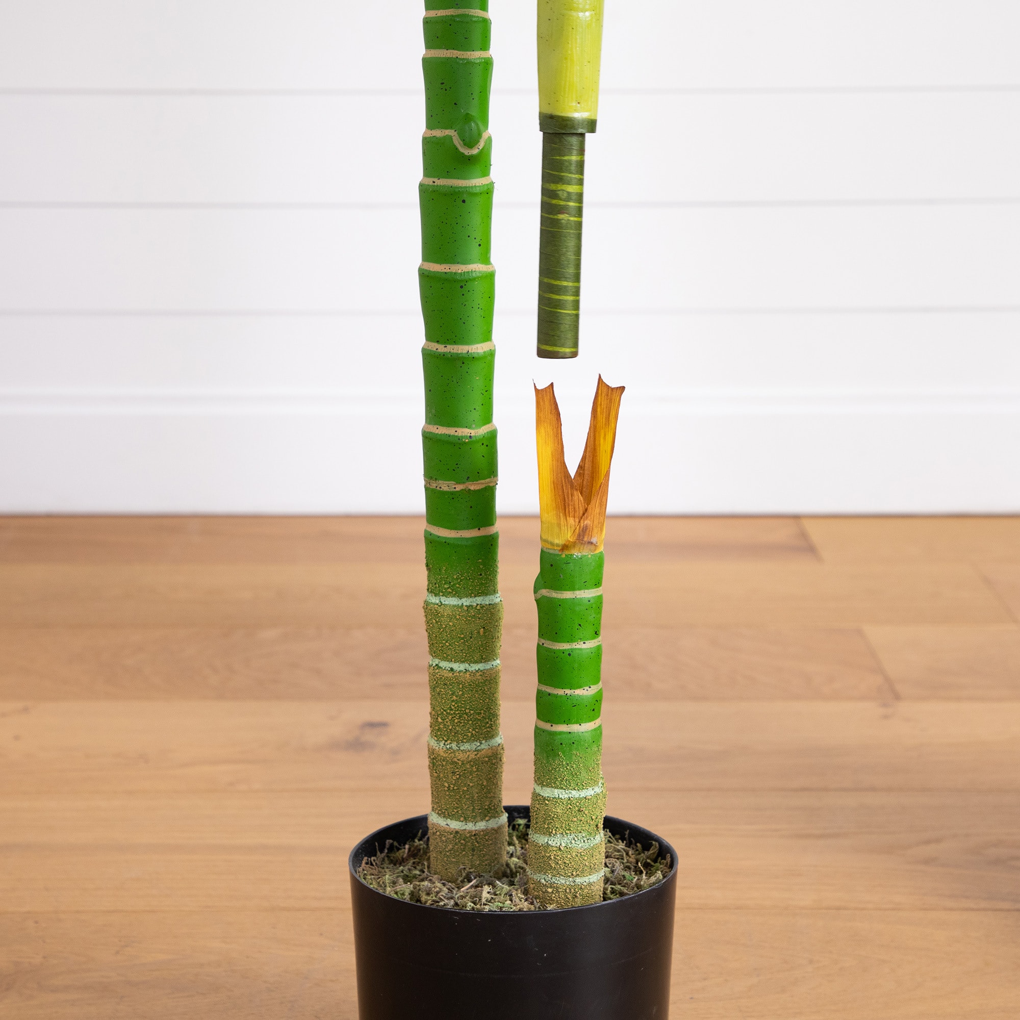 6ft. Potted Double-Stalk Golden Cane Palm Tree