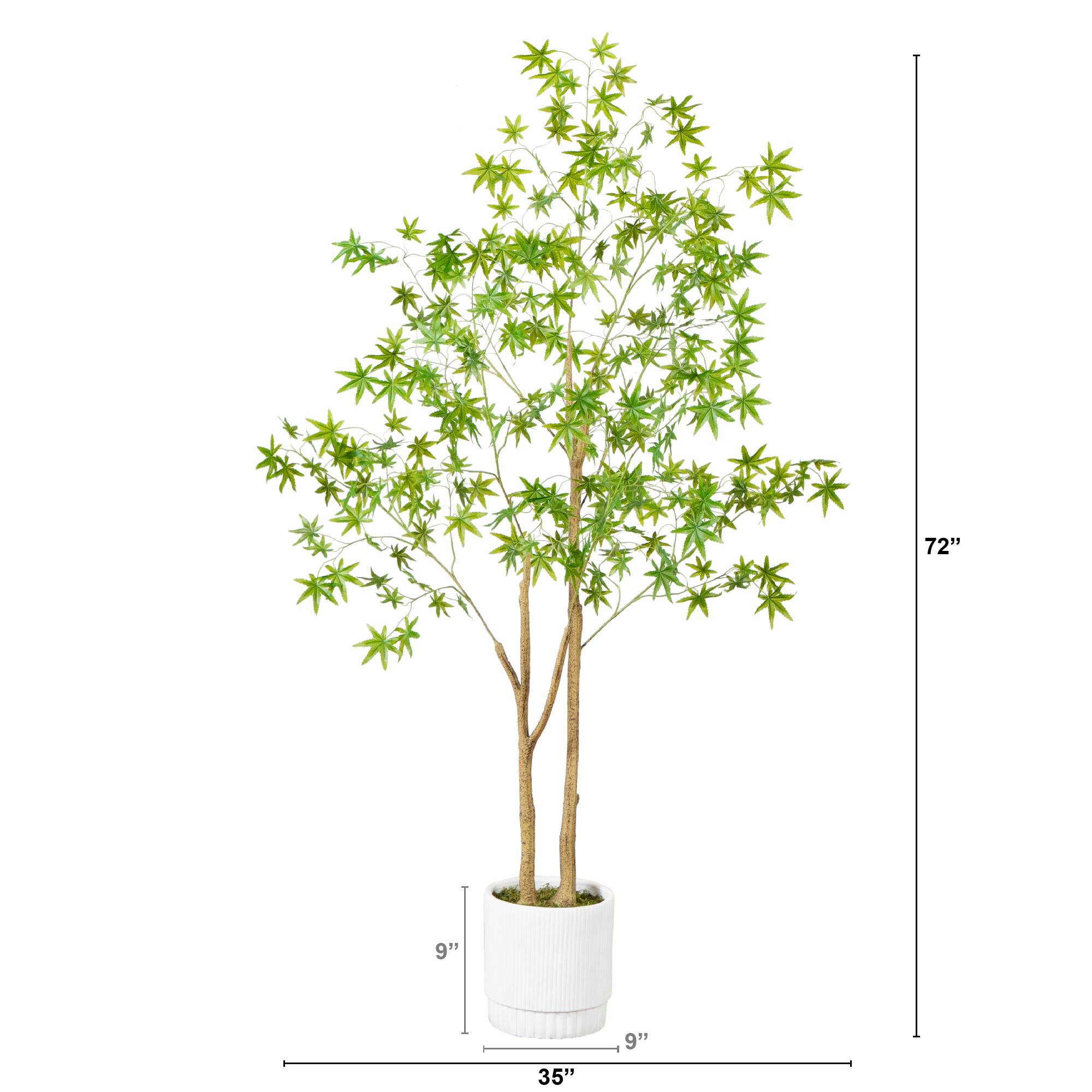 6ft. Maple Tree with White Planter