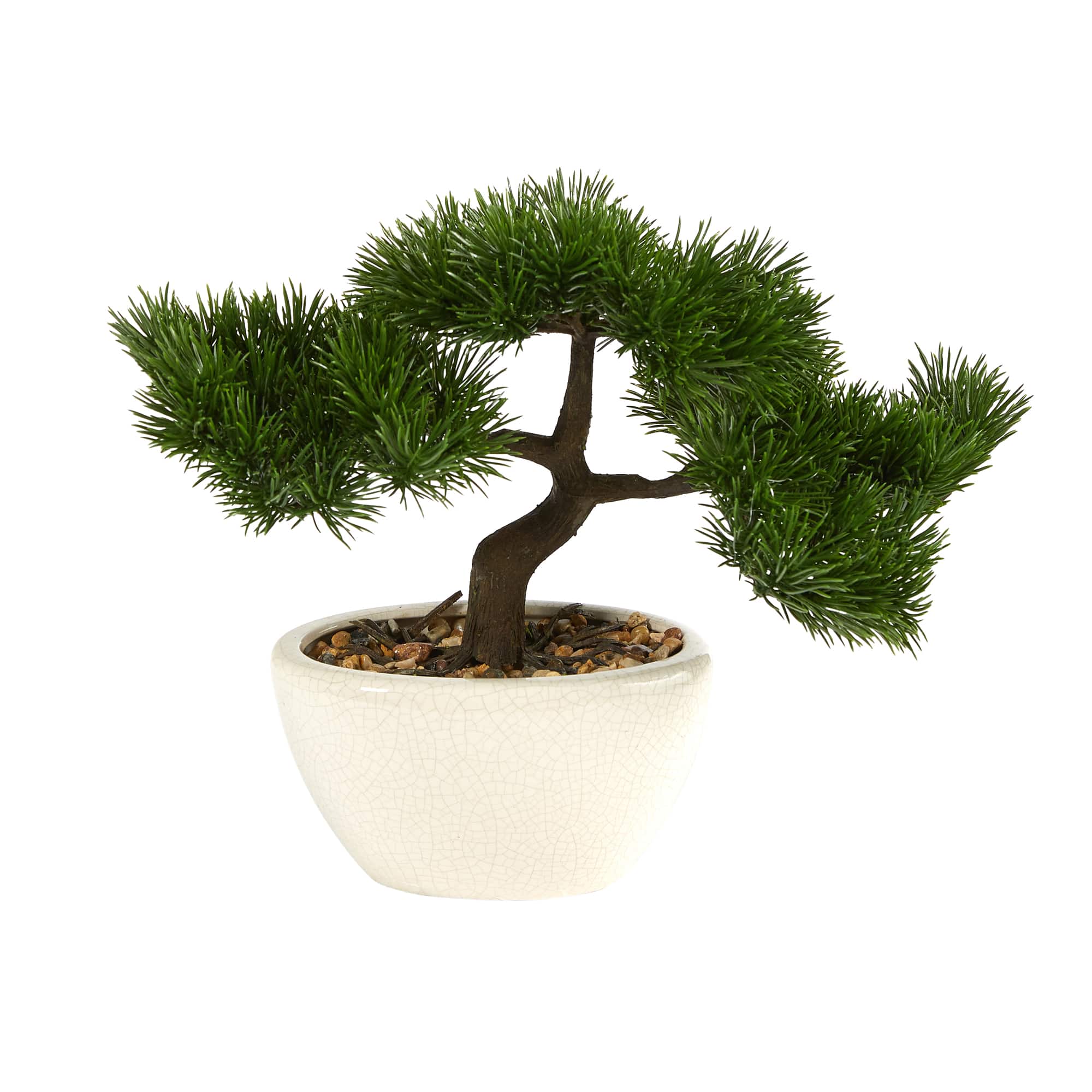 10" Cedar Bonsai Tree in White Planter