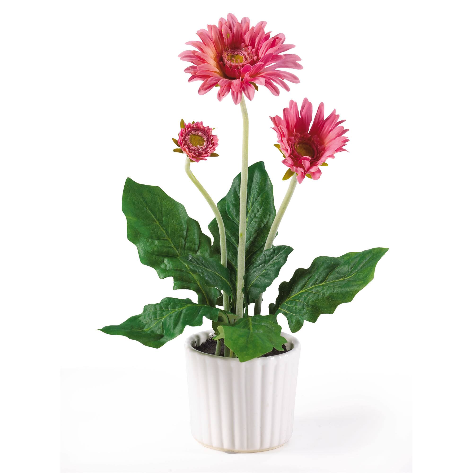 12" Colorful Gerbera Daisy in White Pot, 6ct. Michaels