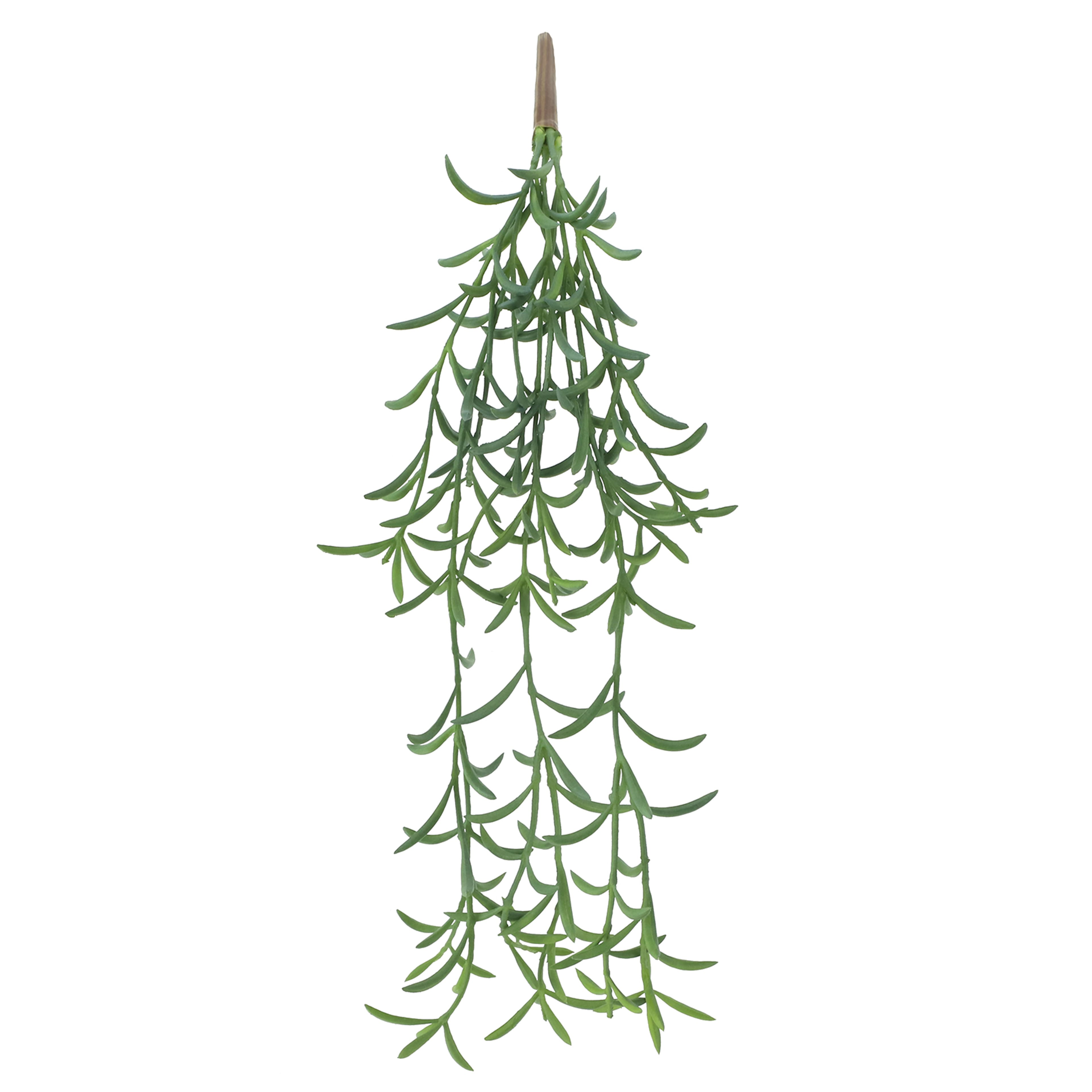 11&#x22; Senecio Peregrinus Pick by Ashland&#xAE;