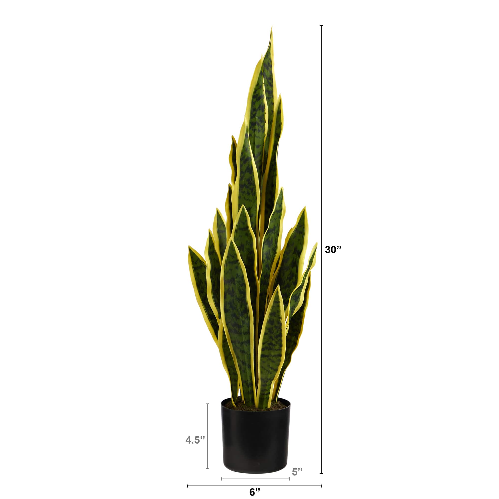 2.5ft. Potted Variegated Snake Plant