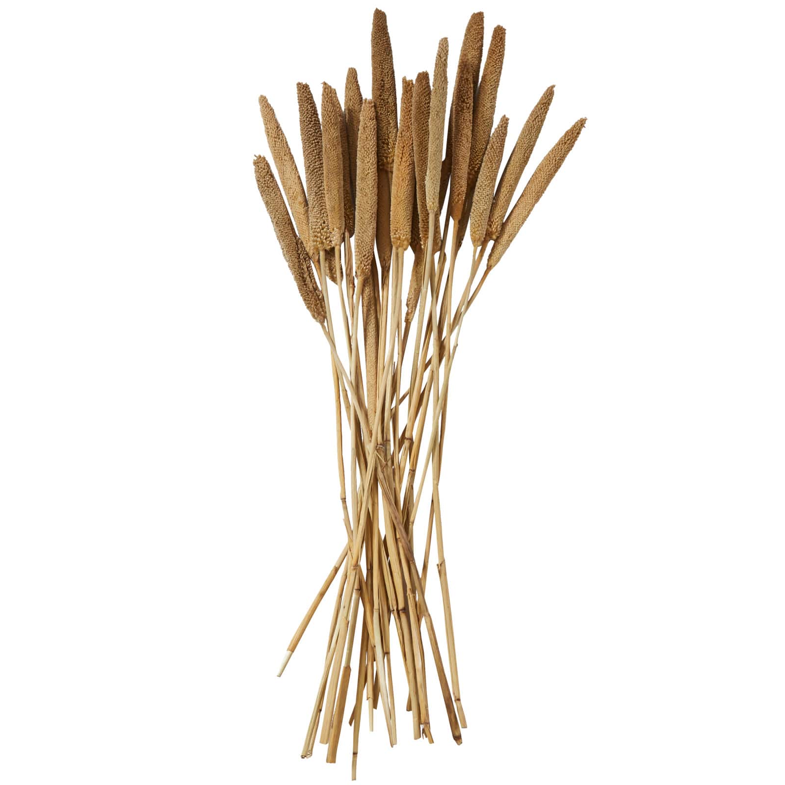 Dried Plant Bunny Tail Natural Foliage with Long Stems