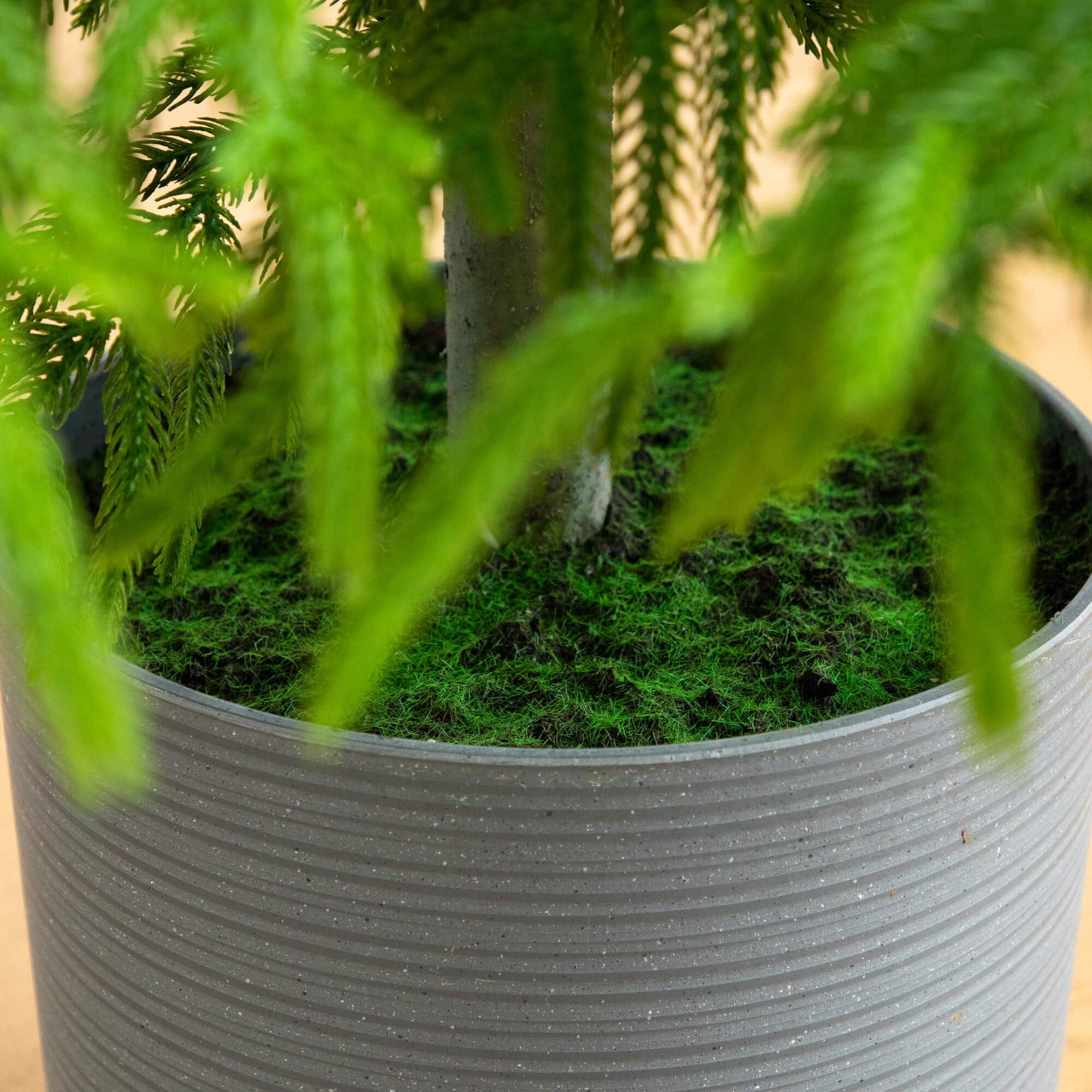 7ft. Norfolk Island Pine Real Touch Artificial Christmas Tree