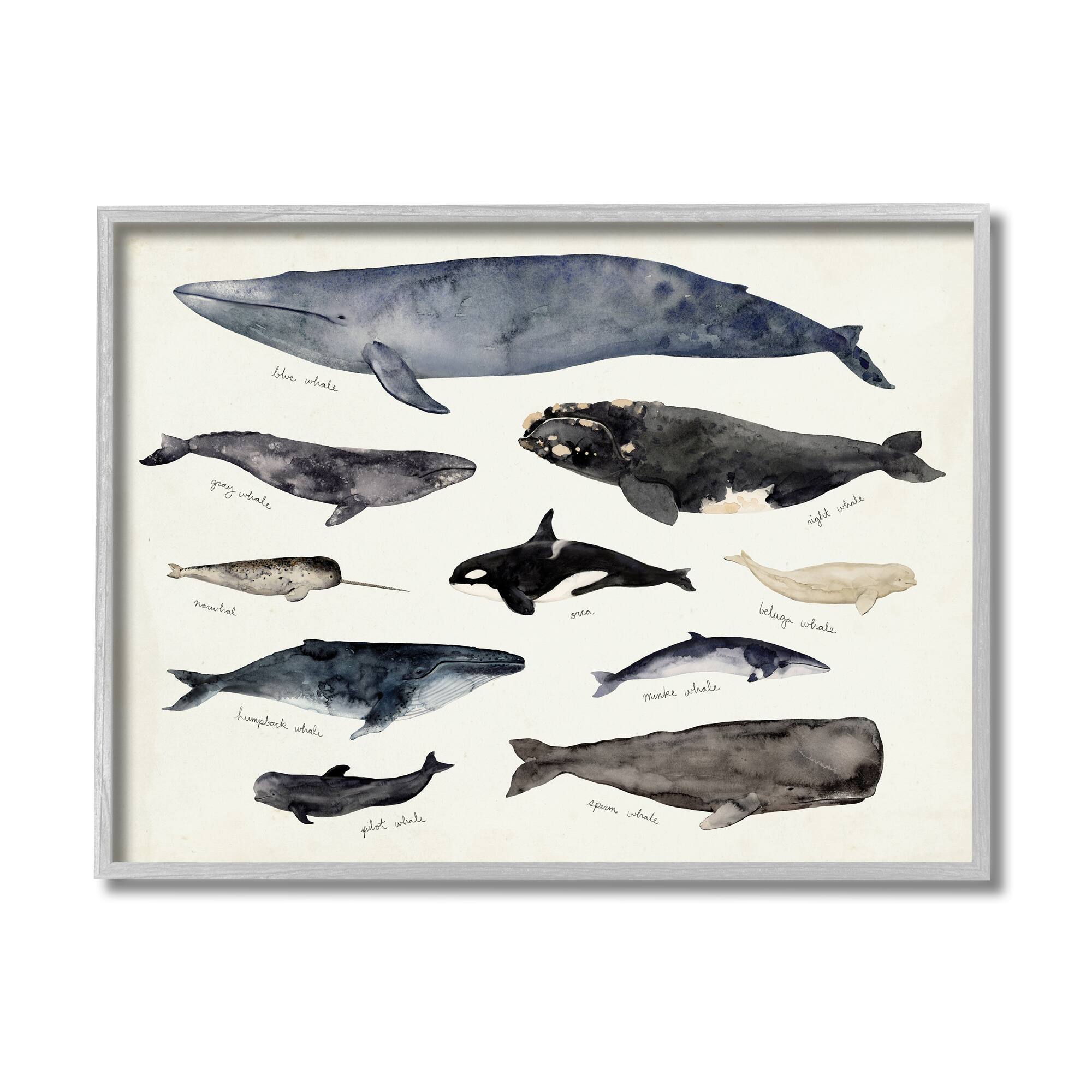 Stupell Industries Vintage Nautical Chart of Whales Ocean Life  in Gray Frame Wall Art