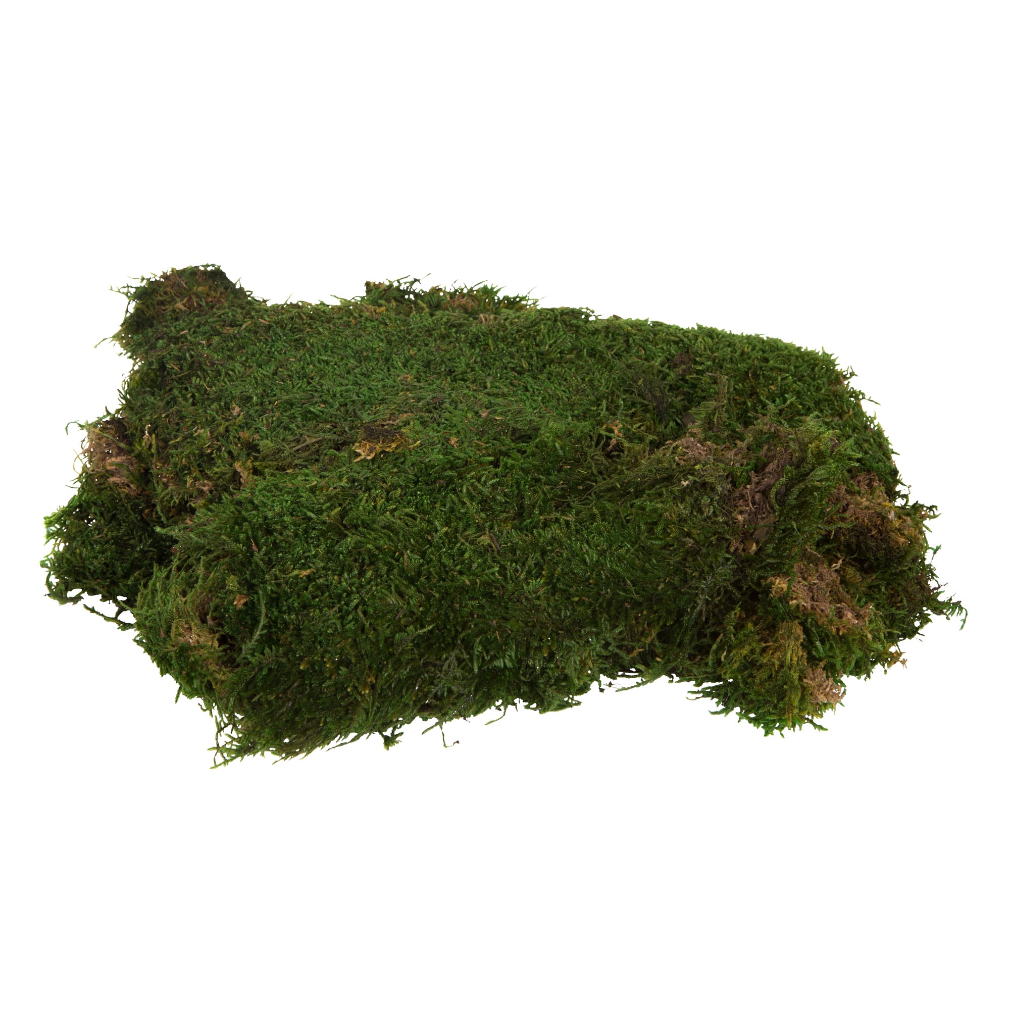 Mood Moss Preserved (Bulk Box) - Fresh Green – Cinema Greens