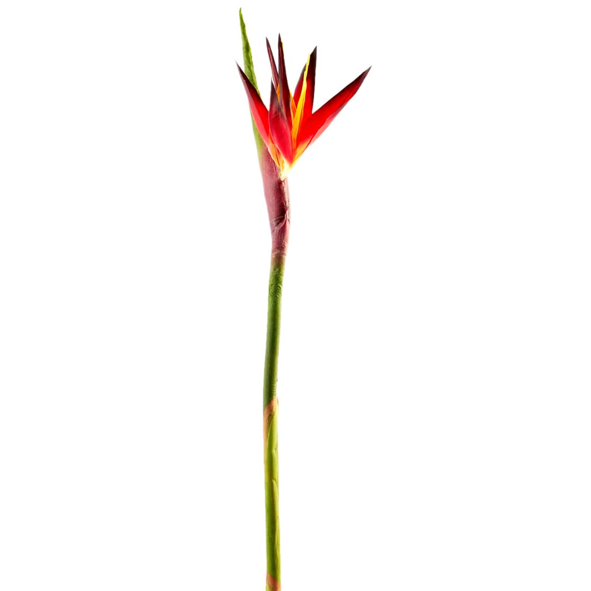 Tropical Bird of Paradise Stem by Ashland&#xAE;