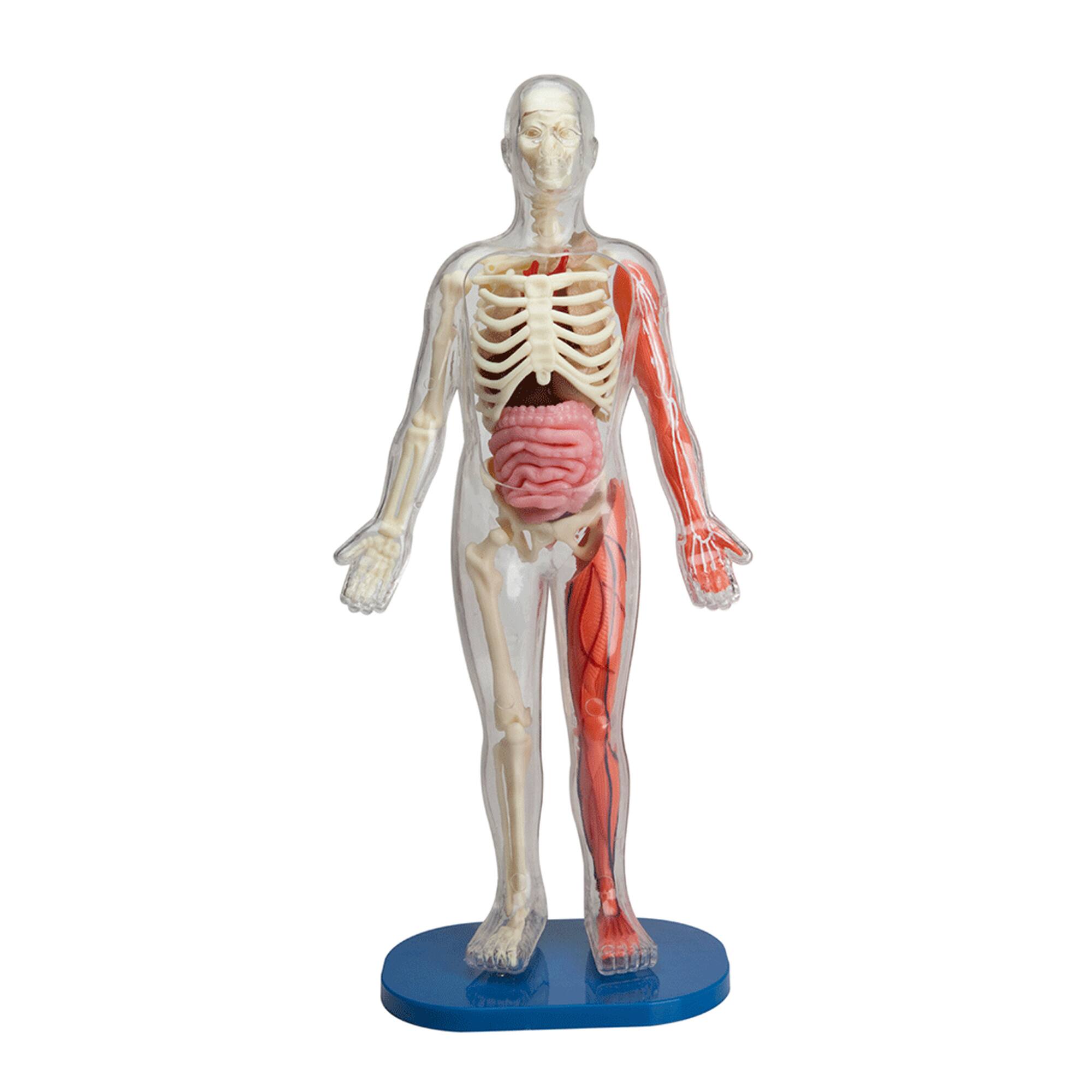 SmartLab® Squishy Human Body Kit Michaels