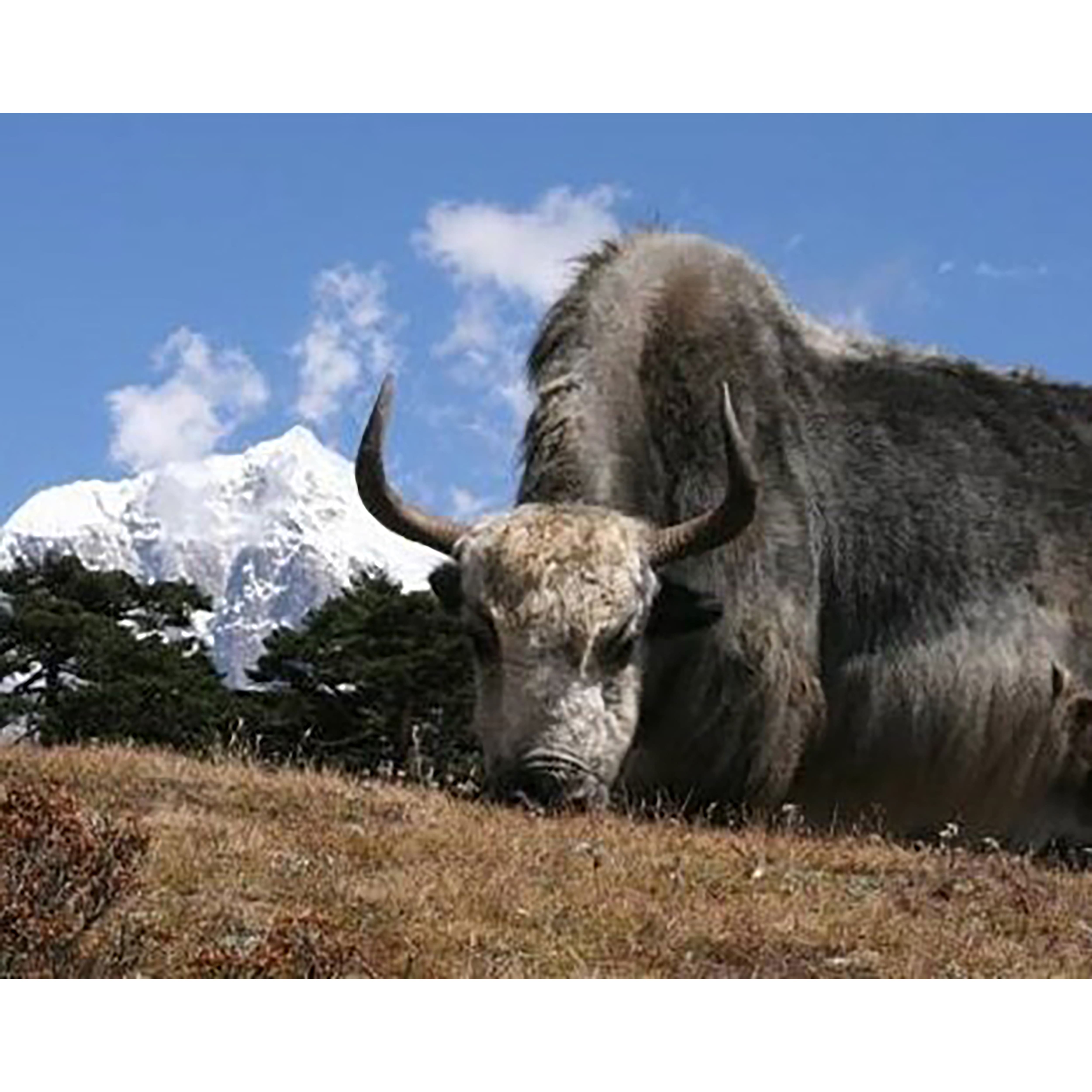 Sparkly Selections Yak Near Mount Everest 40cm x 50cm Diamond Painting Kit, Round Diamonds