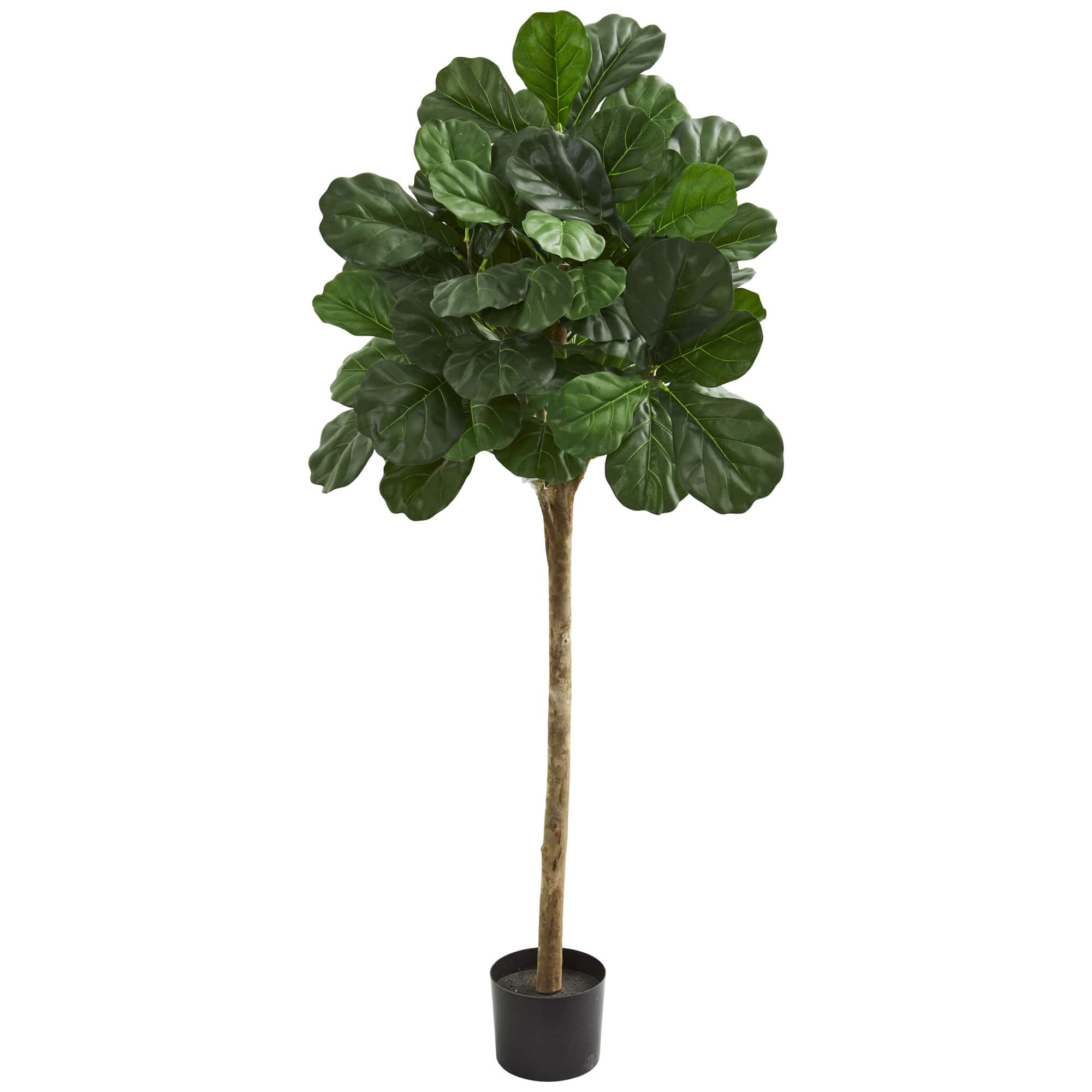 5ft. Potted Fiddle Leaf Fig Tree