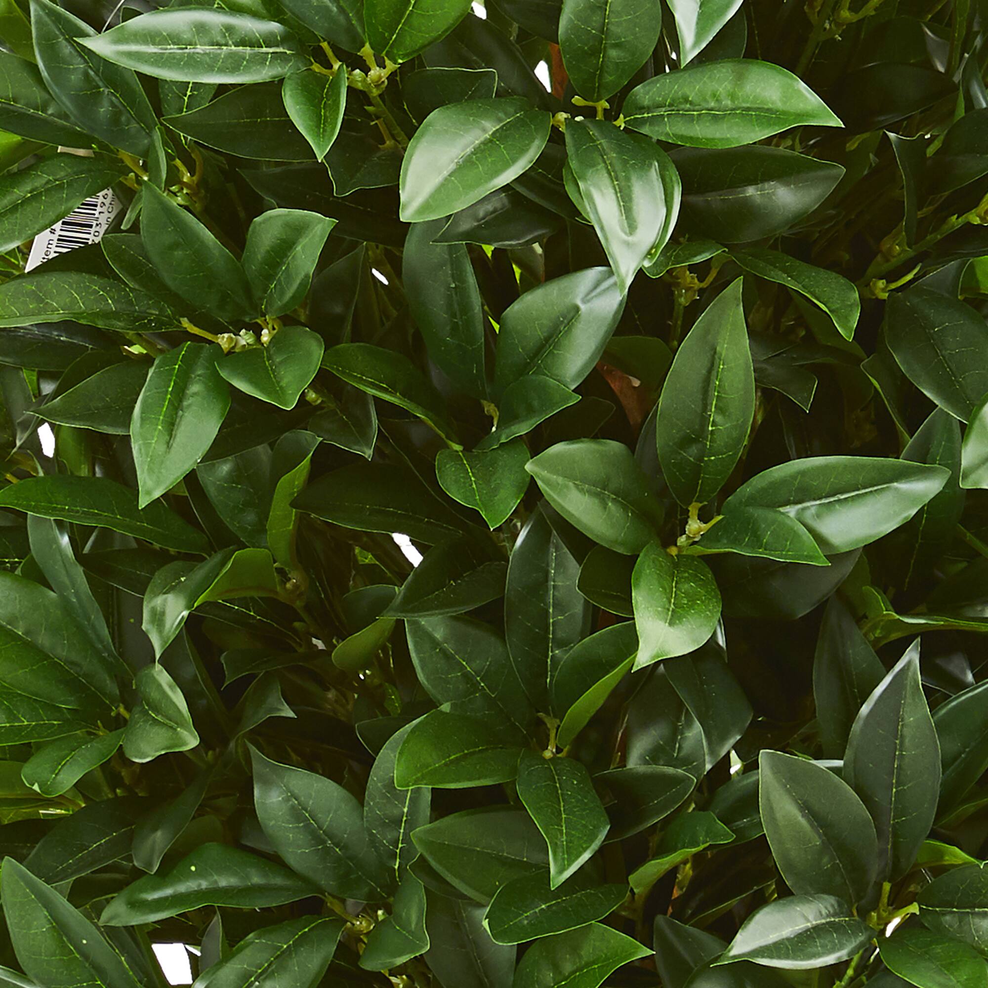 4ft. Potted Bay Leaf Topiary Tree
