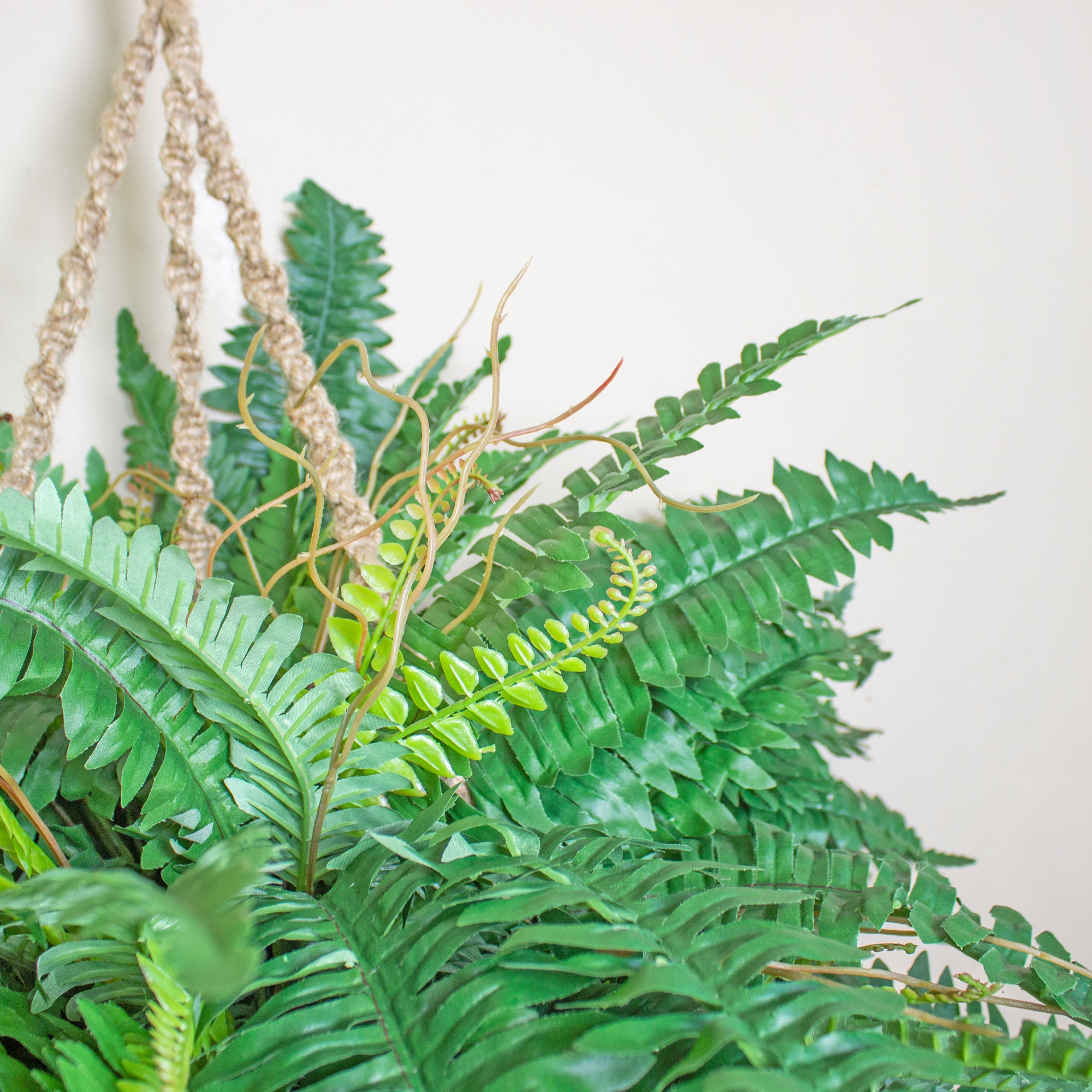 29&#x22; Boston Fern in Hanging Basket
