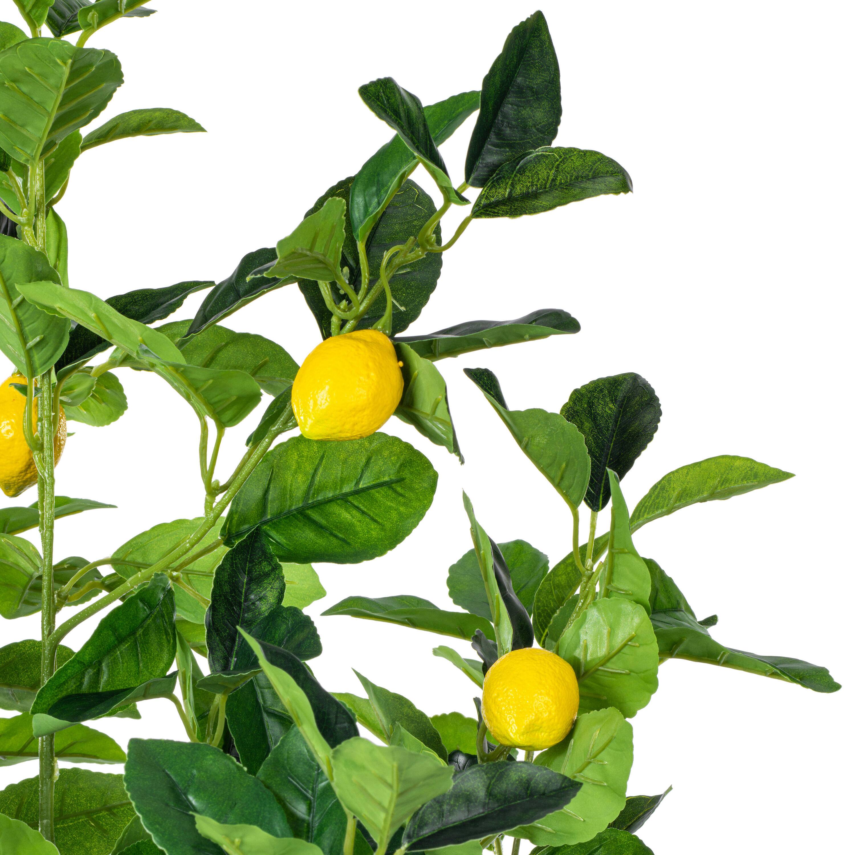 4ft. Potted Lemon Tree