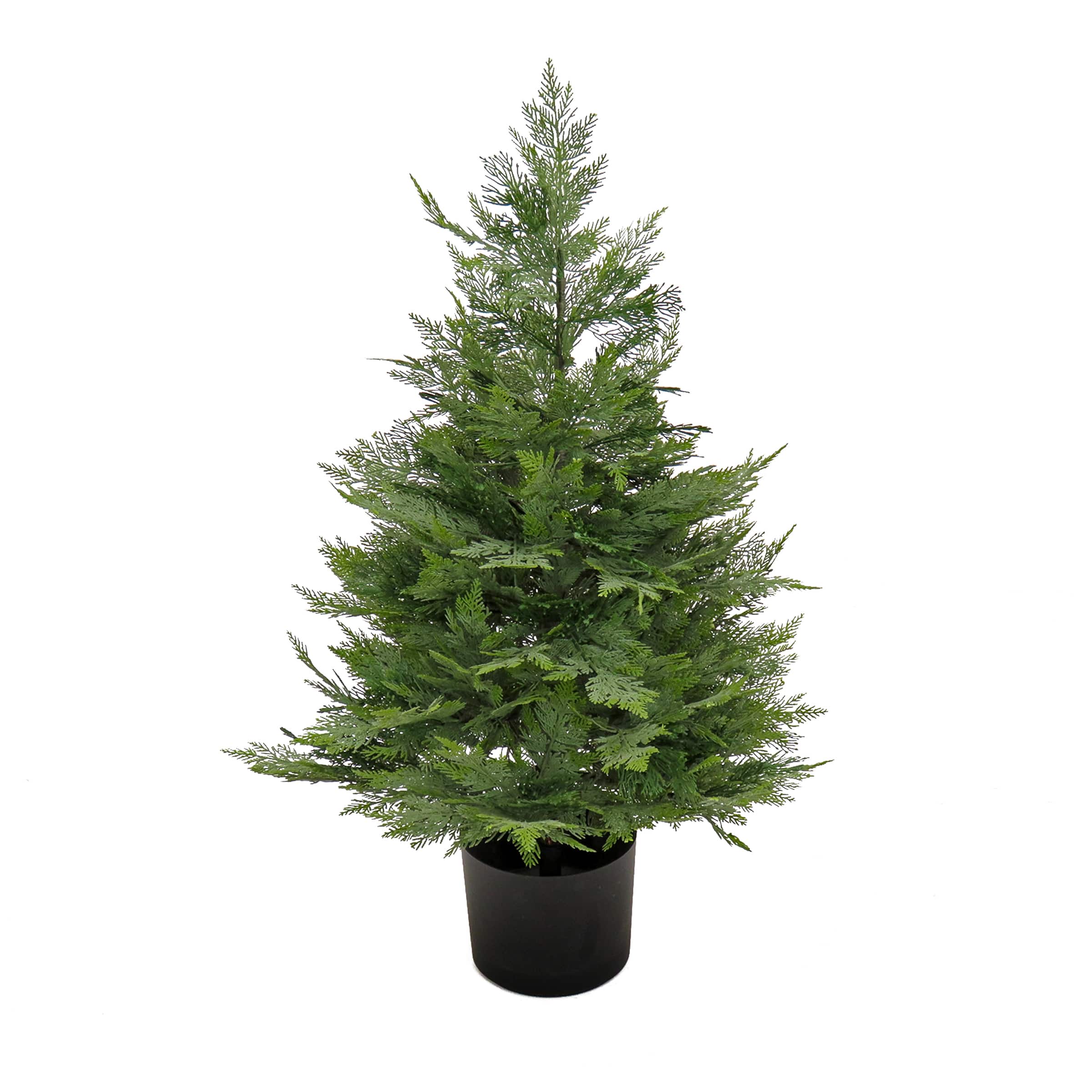 3ft. Cypress Tree In Nursery Pot