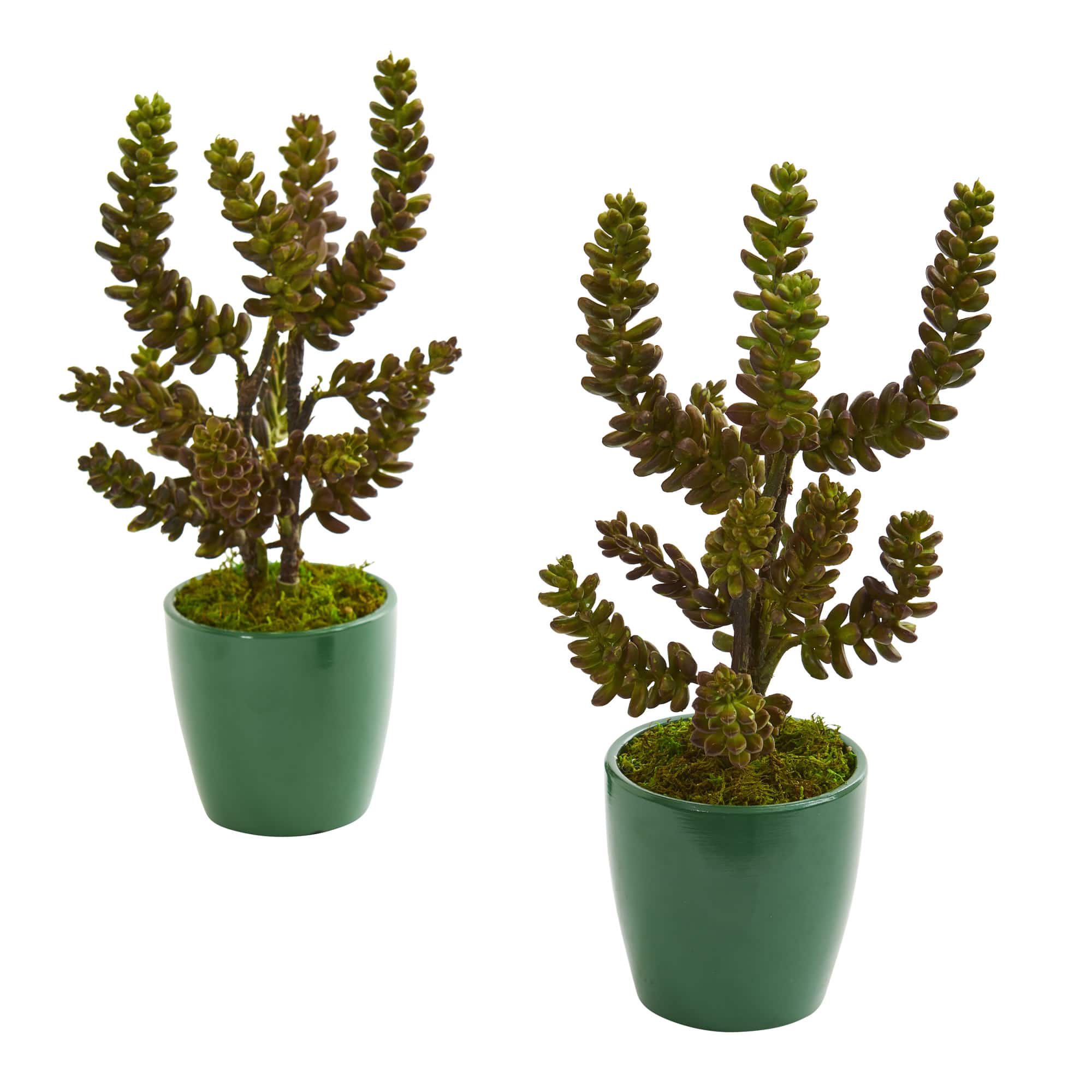 11&#x22; Green Succulent in Green Pot, 2ct.