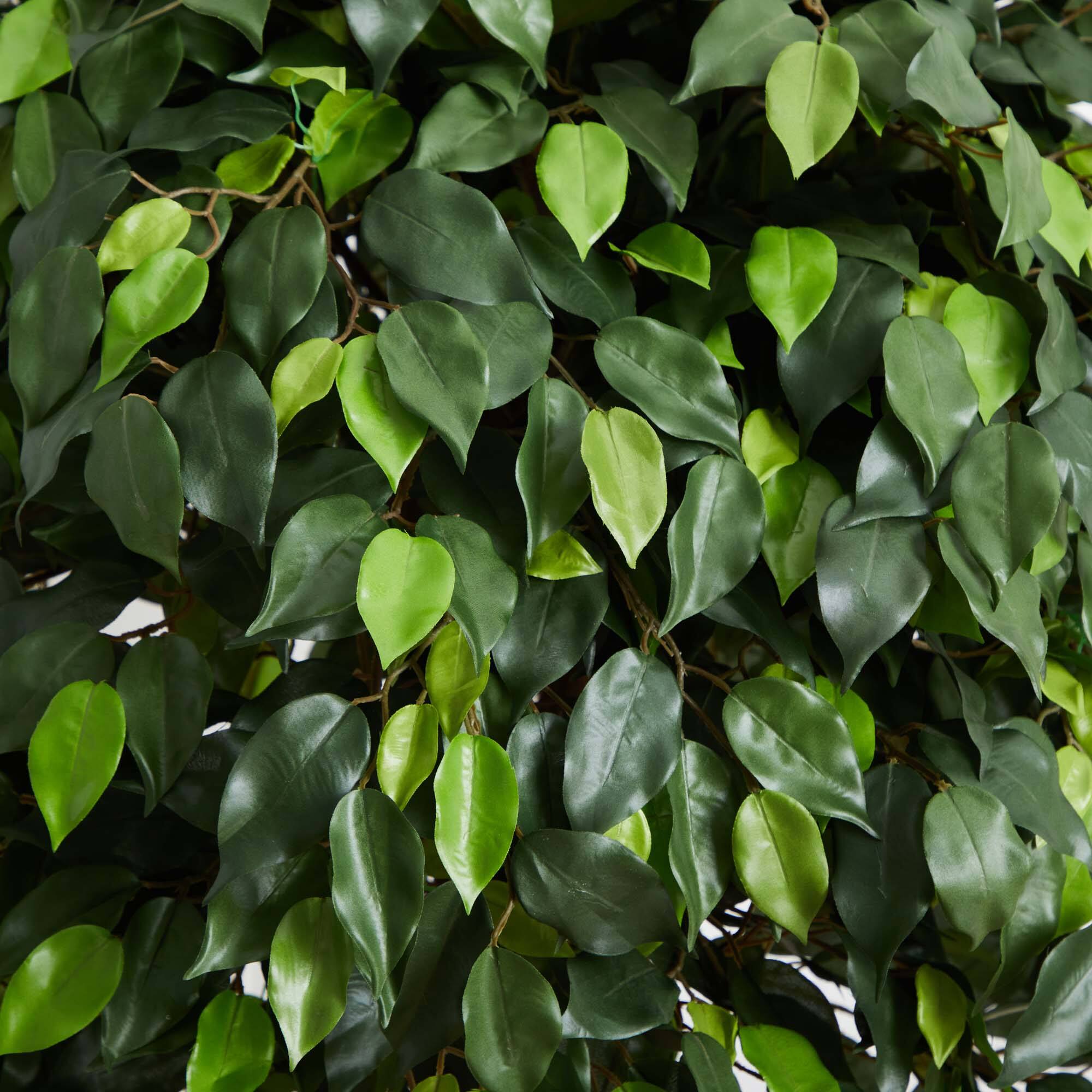 5.5ft. Potted Ficus Tree