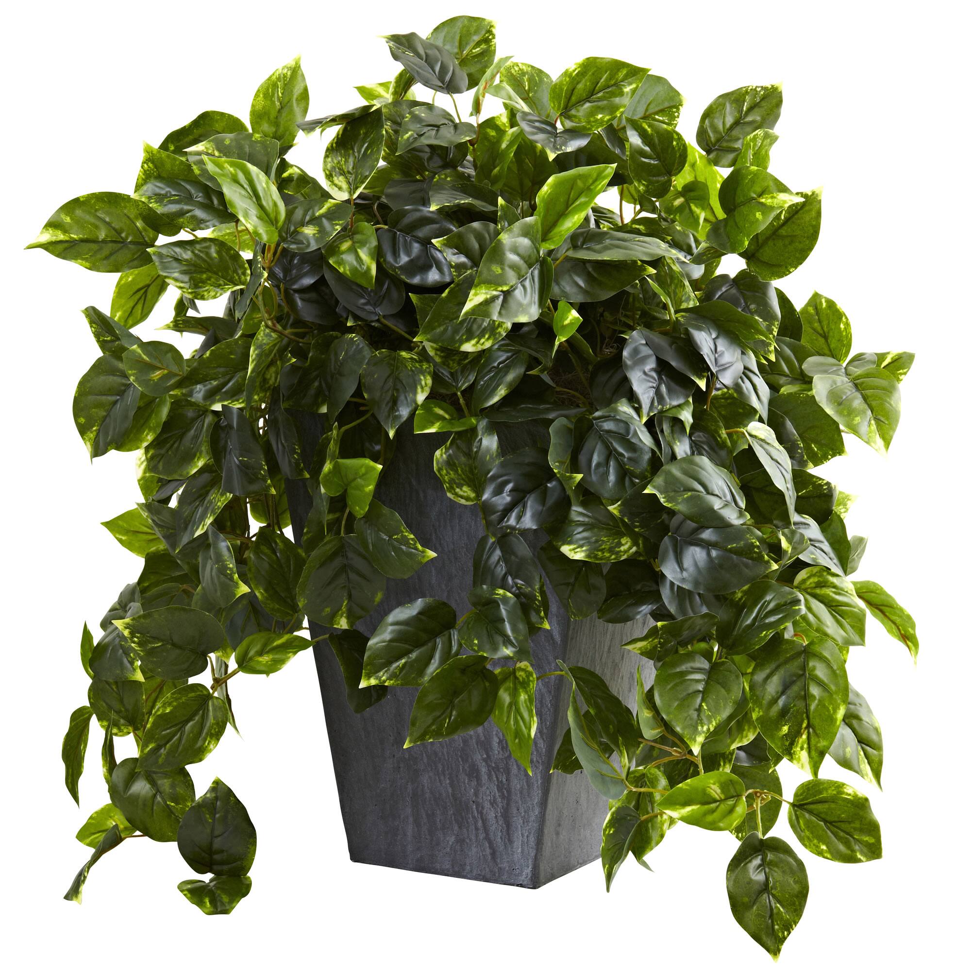 2 5ft Hanging Pothos With Slate Planter Michaels