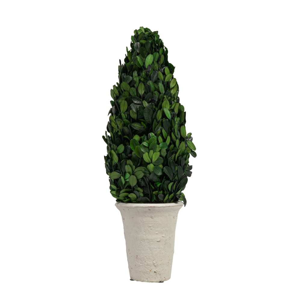 Hello Honey® 17'' Boxwood Cone Topiary in White Clay Pot