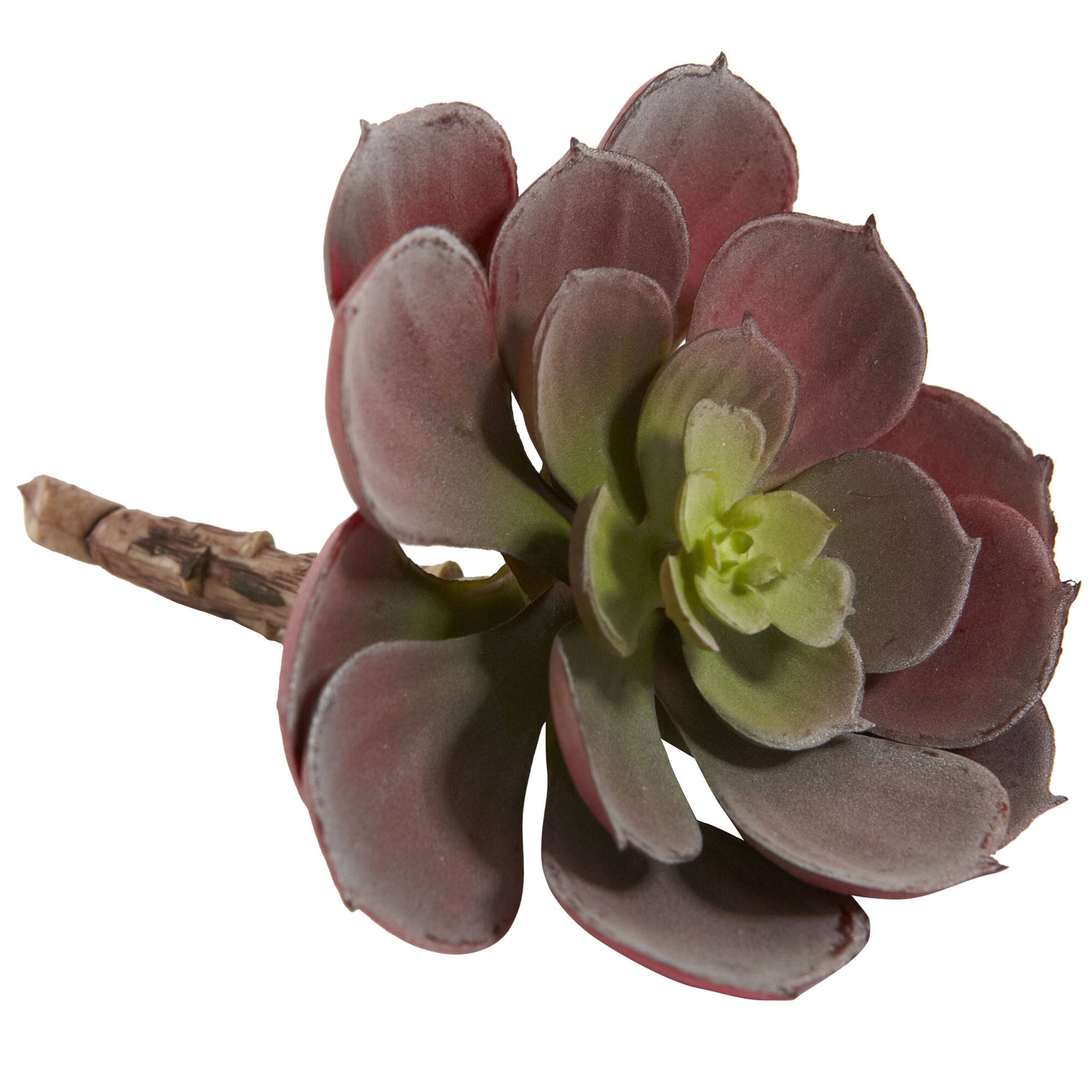 Green &#x26; Burgundy Echeveria Succulent, 12ct.