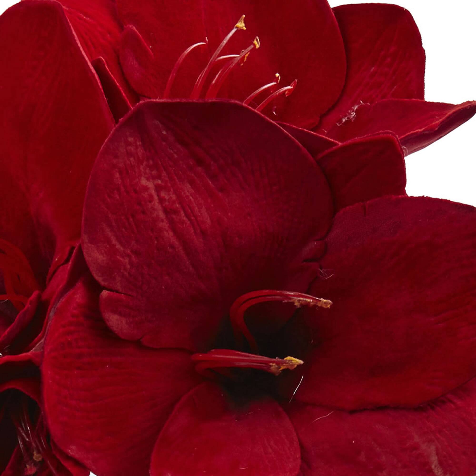 11" Amaryllis Arrangement in Glass Jar, 2ct.