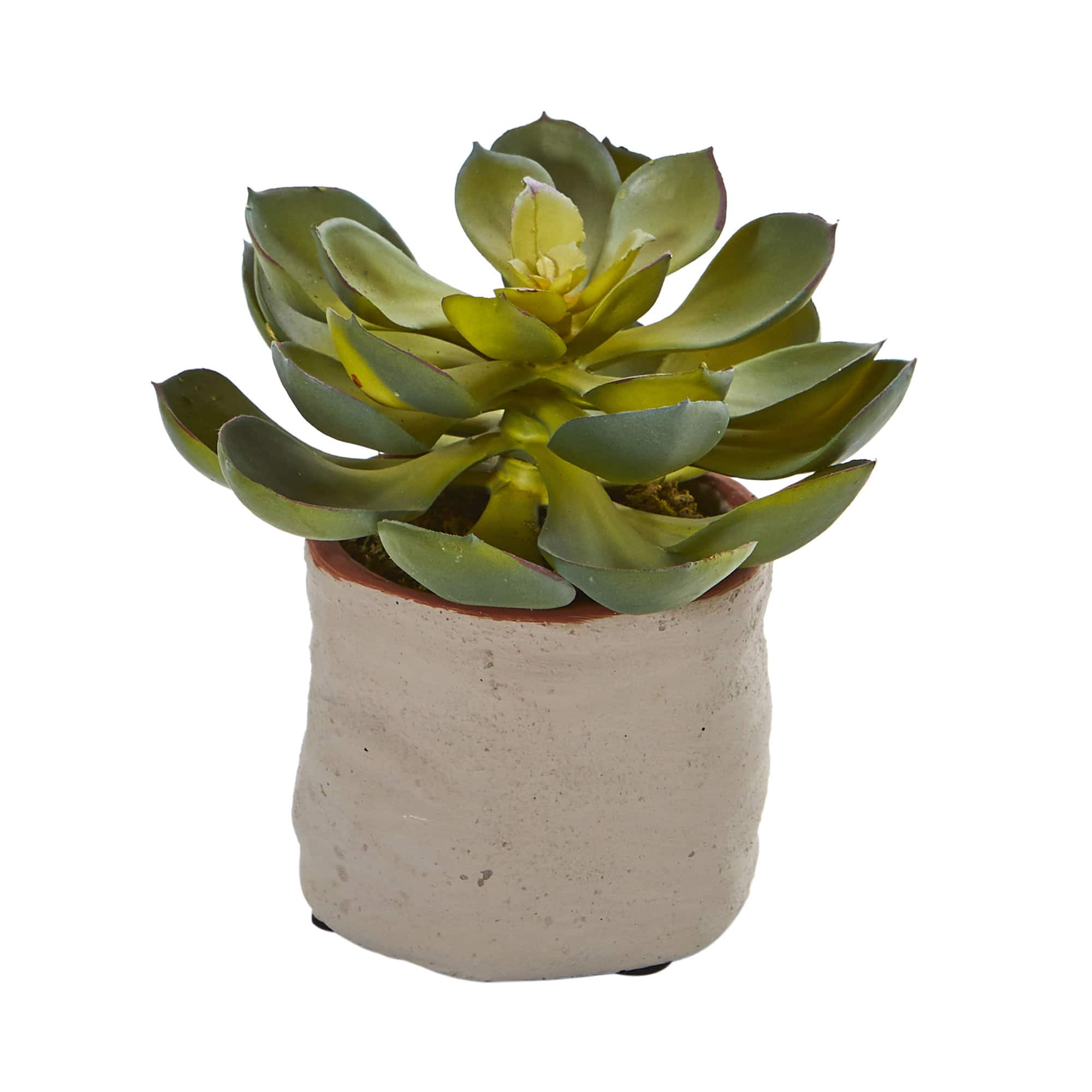 6&#x22; Potted Mixed Succulent Plants, 4ct.