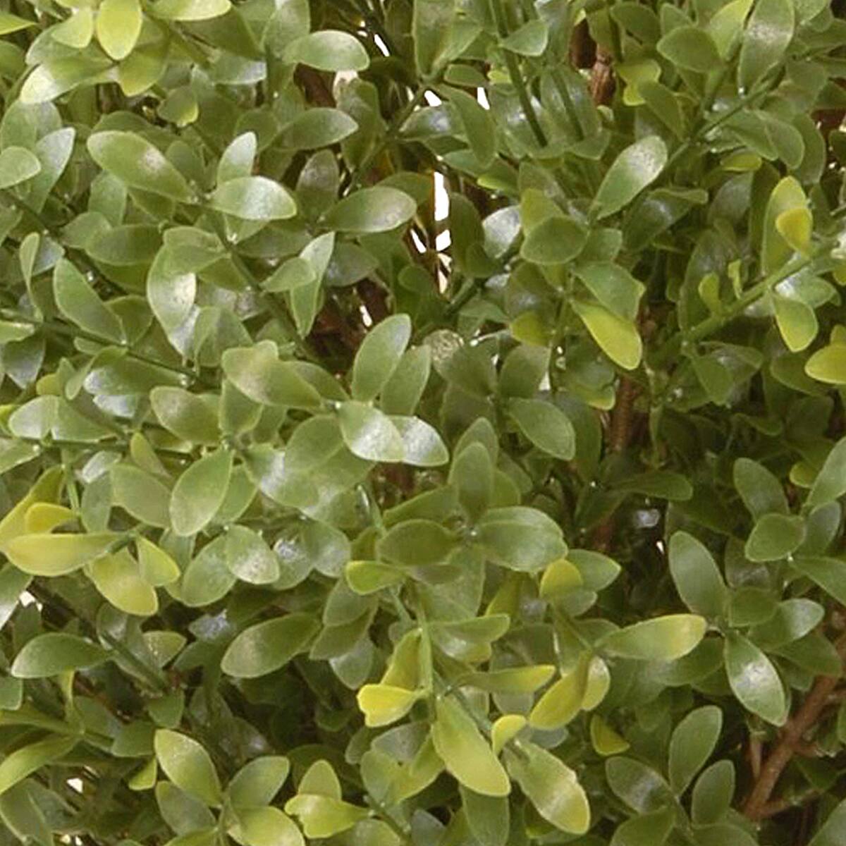 72&#x22; Argentea Plant with Green Pot