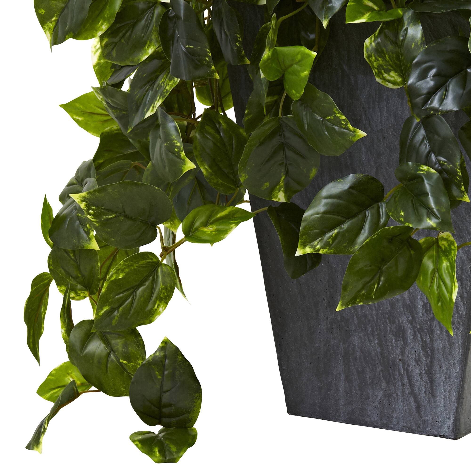 2.5ft. Hanging Pothos with Slate Planter