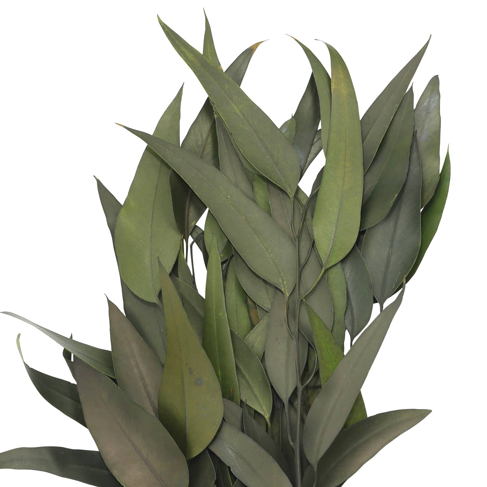 12 Pack: 21" Green Willow Eucalyptus by Ashland®