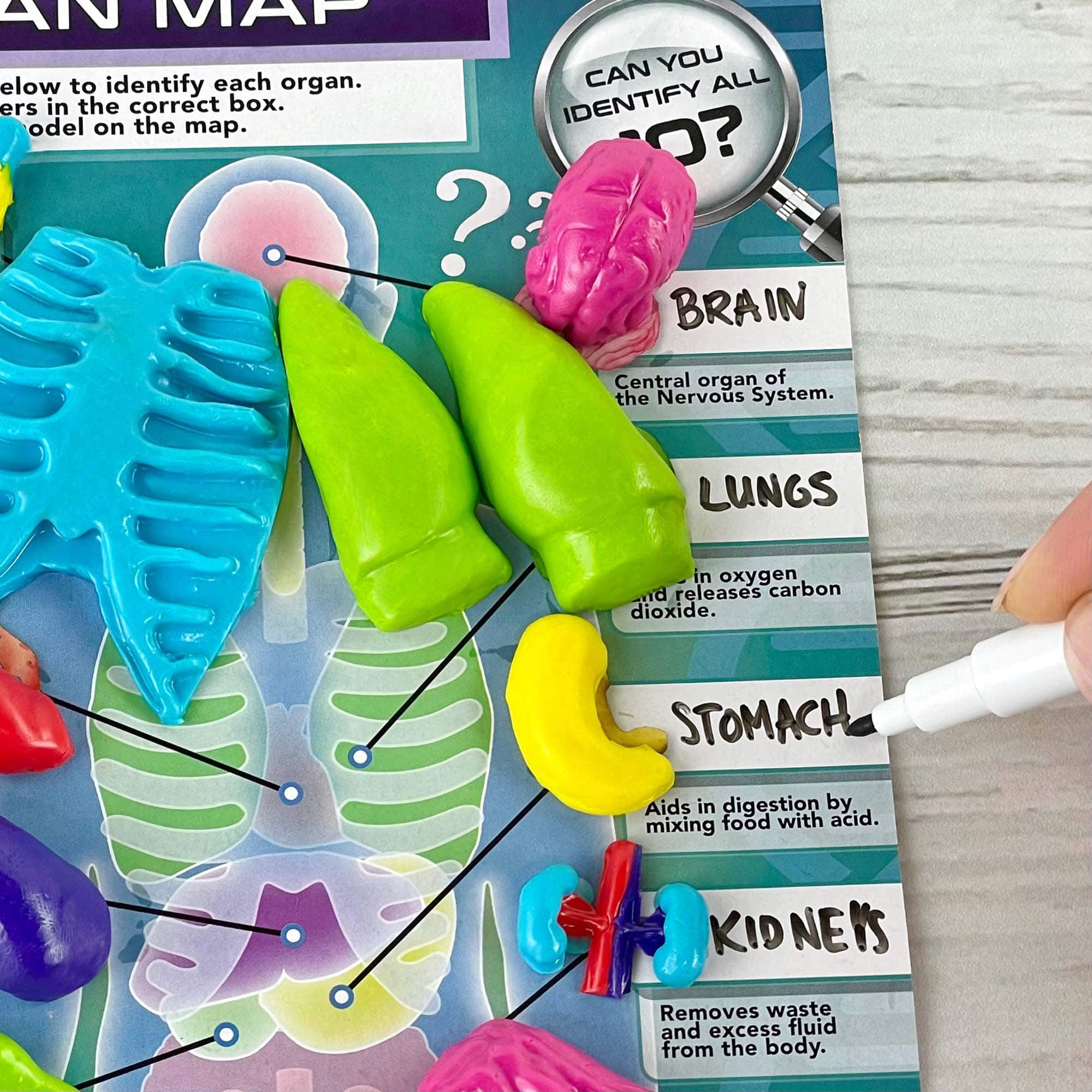 ArtSkills® Epic Lab Human Anatomy STEM Kit | Michaels