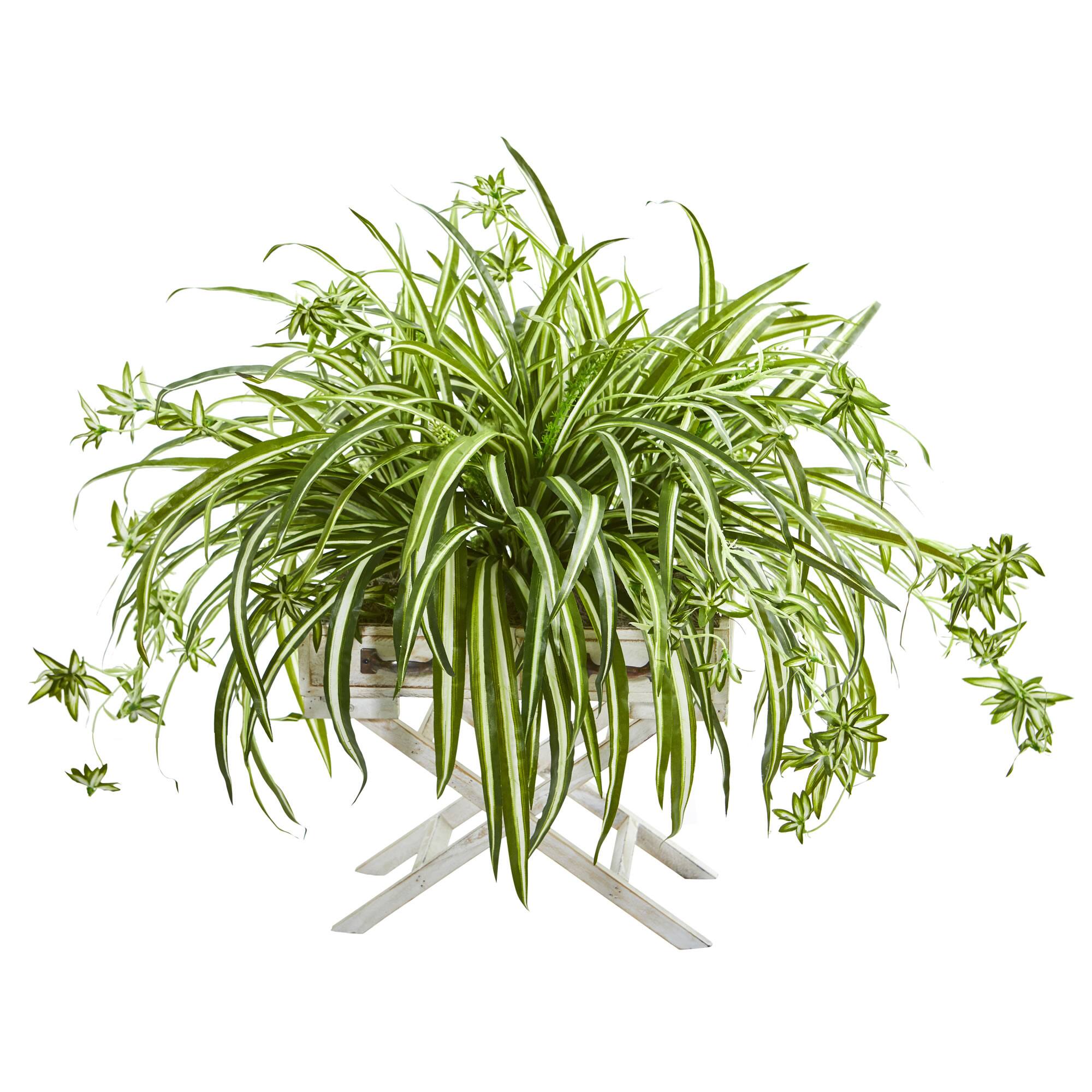 3ft. Spider Plant in Drawer Stand Planter