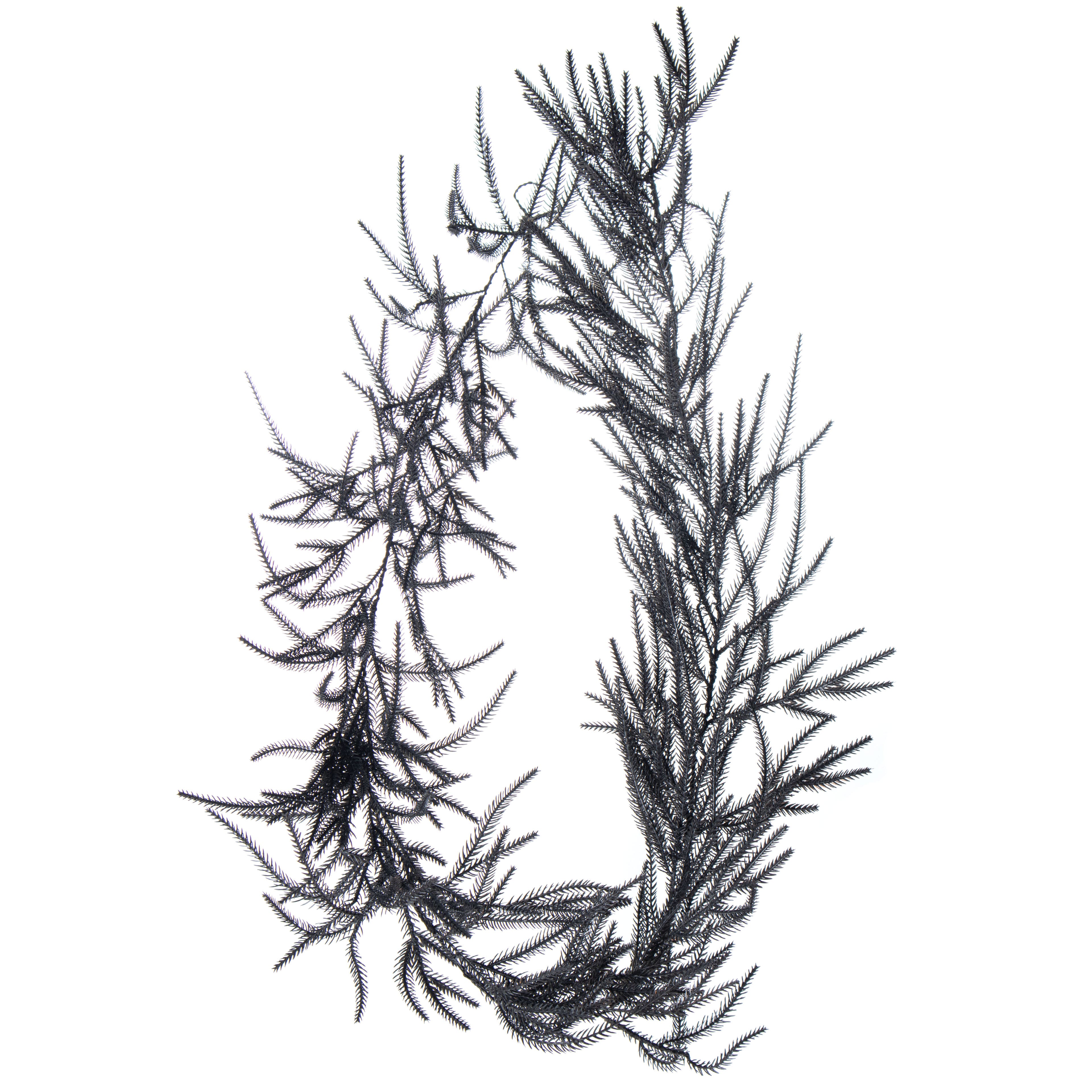 6ft. Norfolk Pine Garland by Ashland®