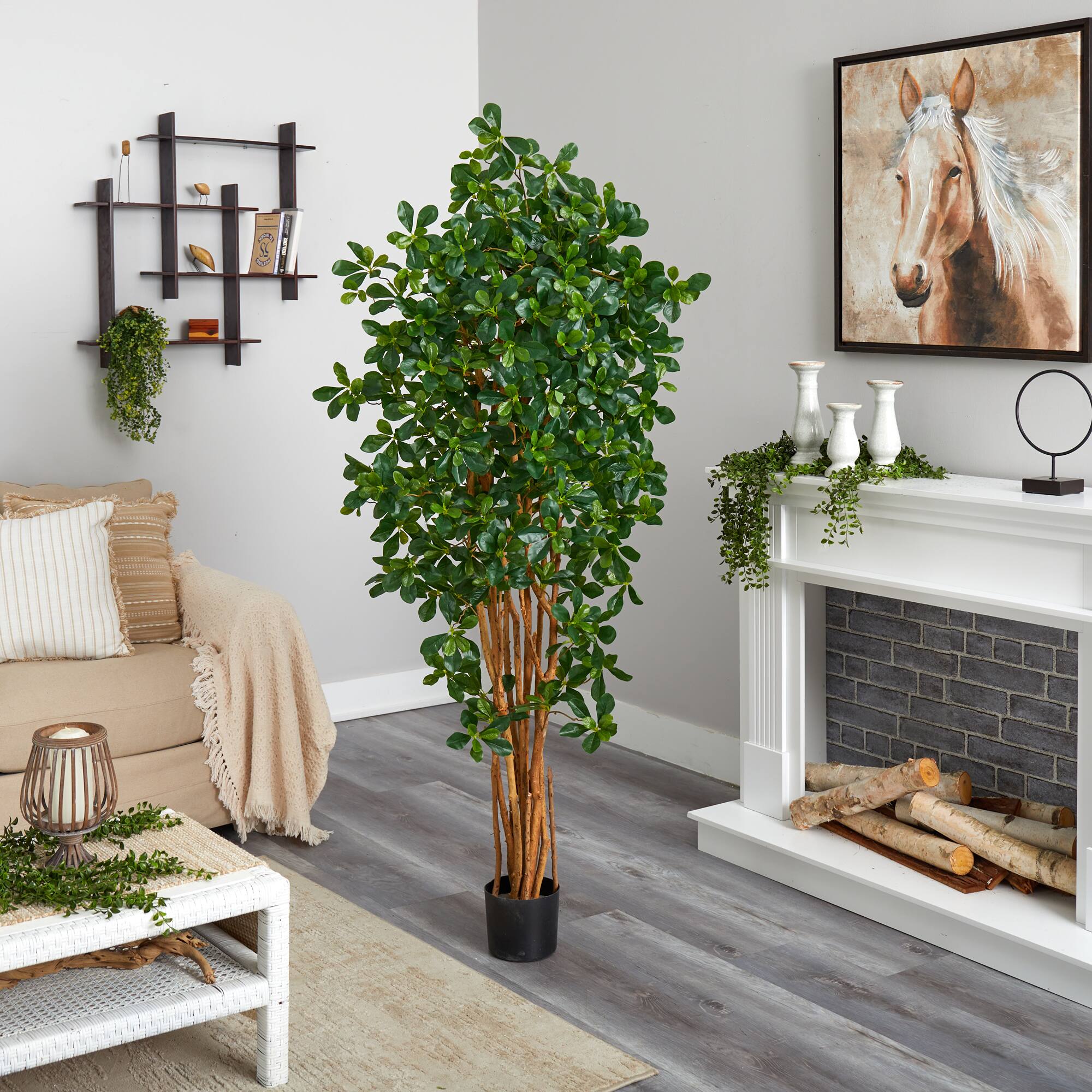 6ft. Potted Black Olive Tree