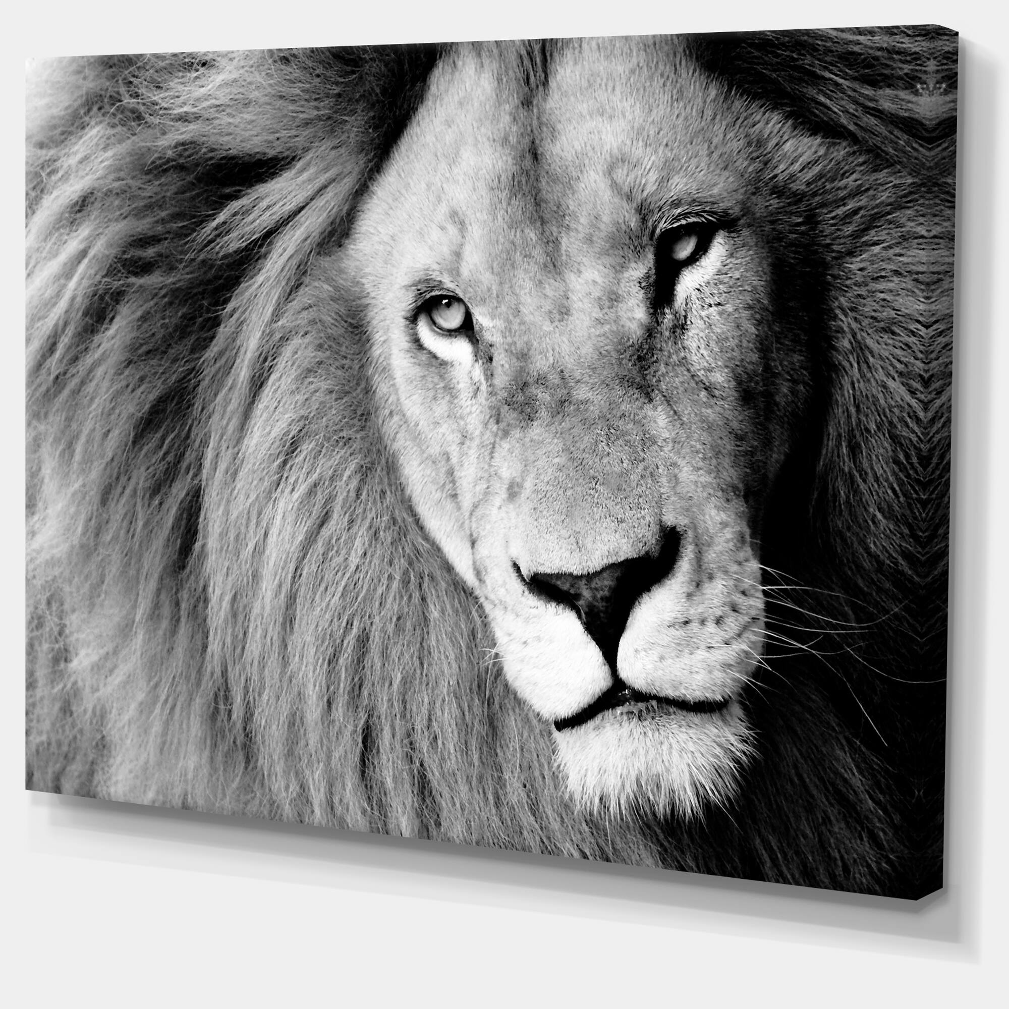 Designart - Lion Head in Grey - Animal Canvas Art Print