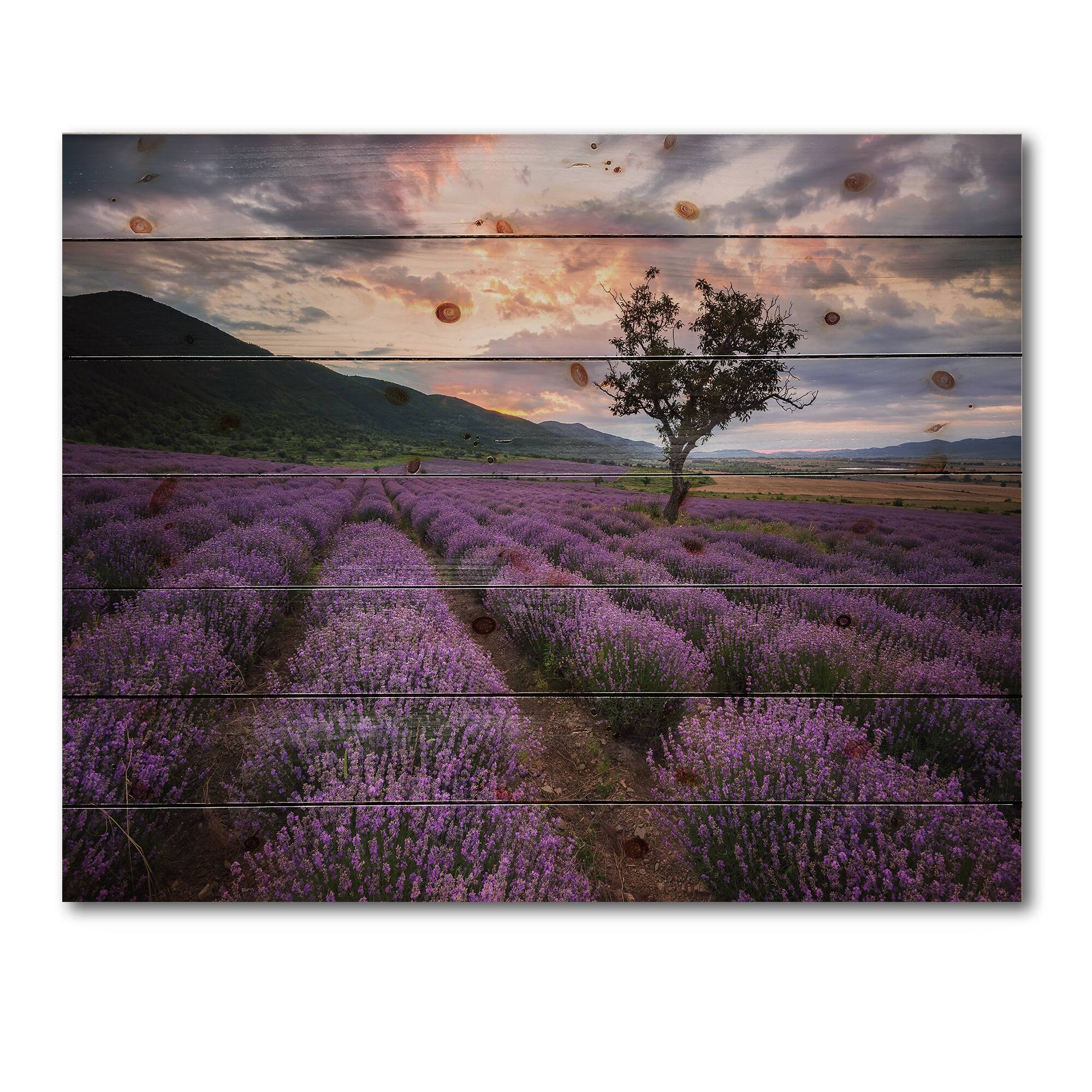 Designart - Lavender Field At Dawn III
