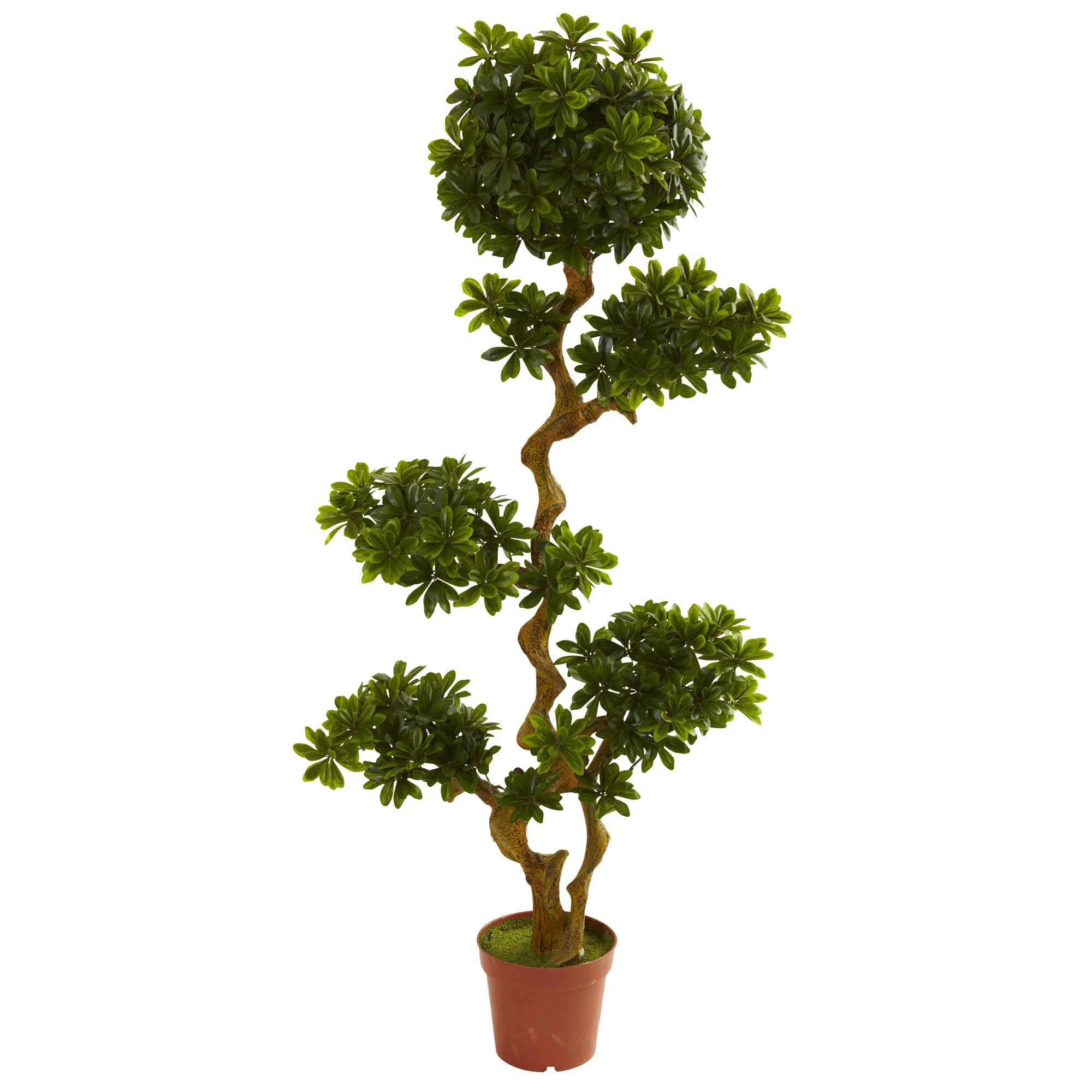 5ft. Potted Pittosporum Tree